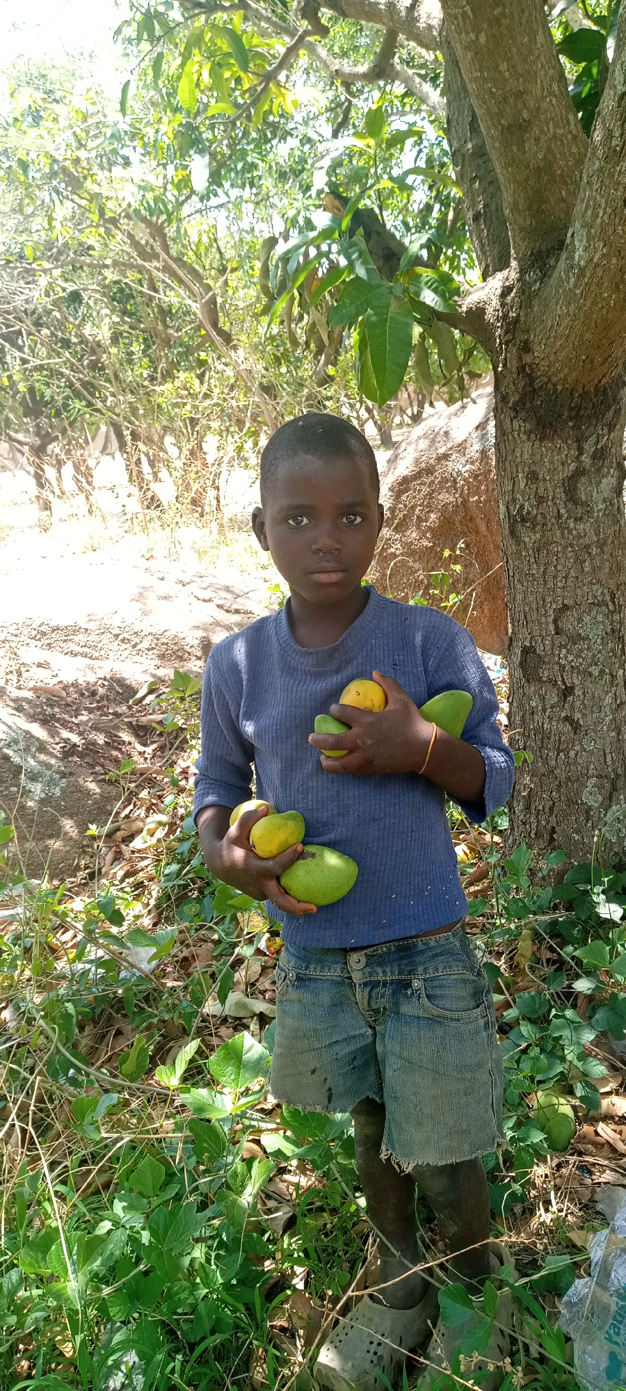 A young Black child with short hair stands in a grassy, partially shaded area near a tree. The child wears a blue long-sleeved shirt and denim shorts. They hold several mangoes of varying ripeness in their arms. The location appears to be a natural environment, possibly on the outskirts of Jos, Nigeria, as suggested by the vegetation, rock formations, and the child's attire.