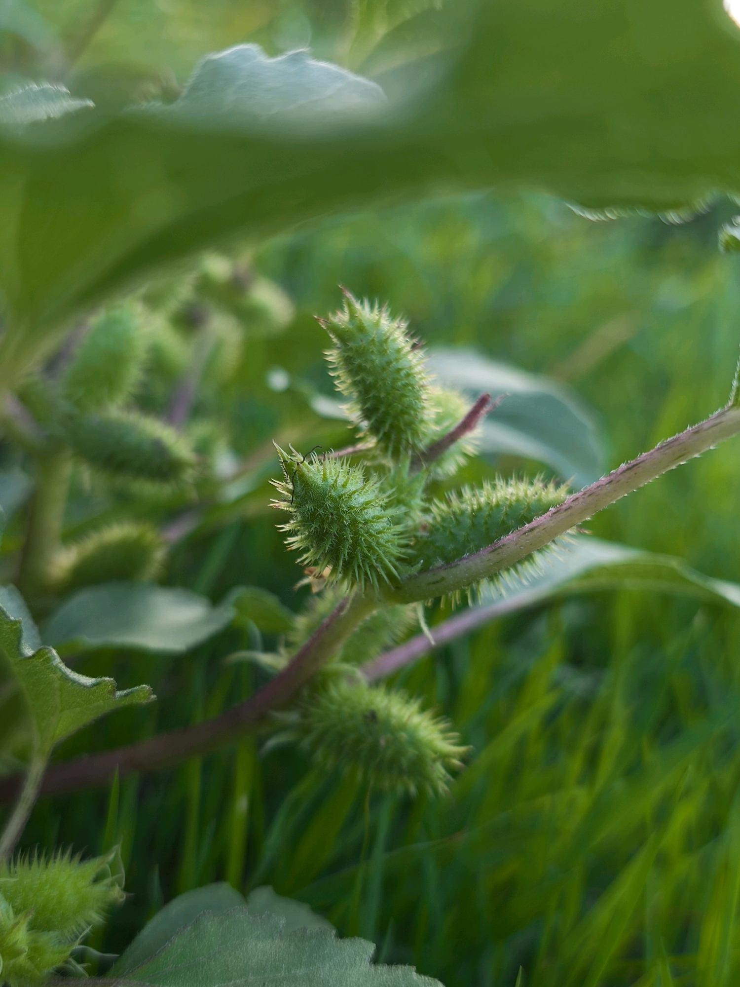 The image displays a close-up of a spiky green plant, likely Xanthium strumarium, commonly known as cocklebur, growing in a natural outdoor setting. The plant has several burr-like seed pods covered in sharp spines, with a few larger leaves visible in the foreground and background, all rendered in sharp focus. The background consists of a soft bokeh of green grass and foliage, indicating a garden or park environment. There are no people or animals present in the scene. The image was taken in Mahilyow, Belarus.