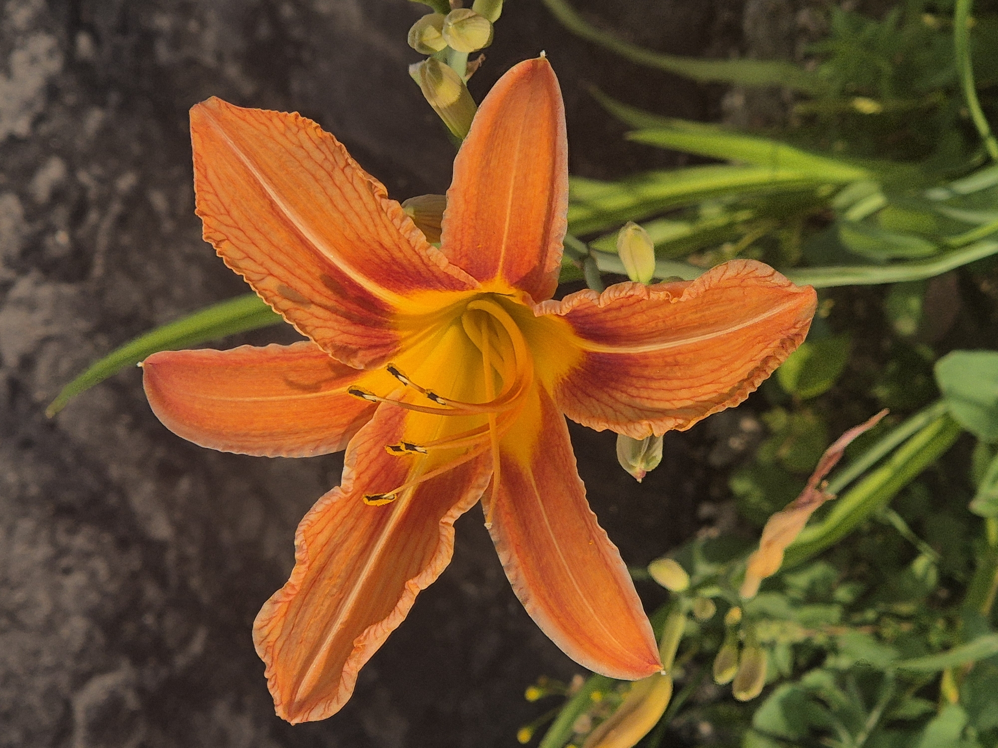 This is a close-up, high-angle photograph of an orange daylily in bloom. The flower is the primary subject, with its vibrant orange petals, some edged in red, unfurling outwards. The center of the flower reveals yellow stamen tipped with dark anthers, and the inner petals have a gradient of yellow. Several green, undeveloped buds are visible above and to the right of the main flower, suggesting it is currently blooming season. The background is a mix of dark, textured stone on the left and out-of-focus green foliage on the right, hinting at a garden or natural setting. The lighting suggests it is daytime, with the sun illuminating the flower. There is no visible text in the image. The setting, Kokshetau, Kazakhstan, would imply a temperate climate, likely experiencing warm summer days during the time this photo was taken.
