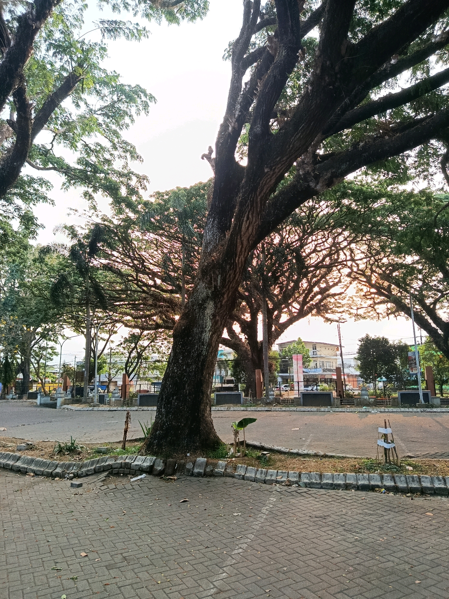 The image depicts a view of Jalan Gajah Mada in Malang, Indonesia, framed by large, mature trees with intricate branching patterns. The foreground is paved with grey brick pavers, with a concrete curb bordering a strip of dry earth and sparse vegetation. In the mid-ground, a paved road curves through the scene, with more trees and some urban elements visible in the background. These include low-rise buildings, streetlights, and what appear to be public benches or monuments. The light suggests either early morning or late afternoon, with the sun backlighting the foliage and creating a warm, diffused glow. There are no people visible in the image. The overall impression is one of a tranquil urban park or roadside area with significant natural features.