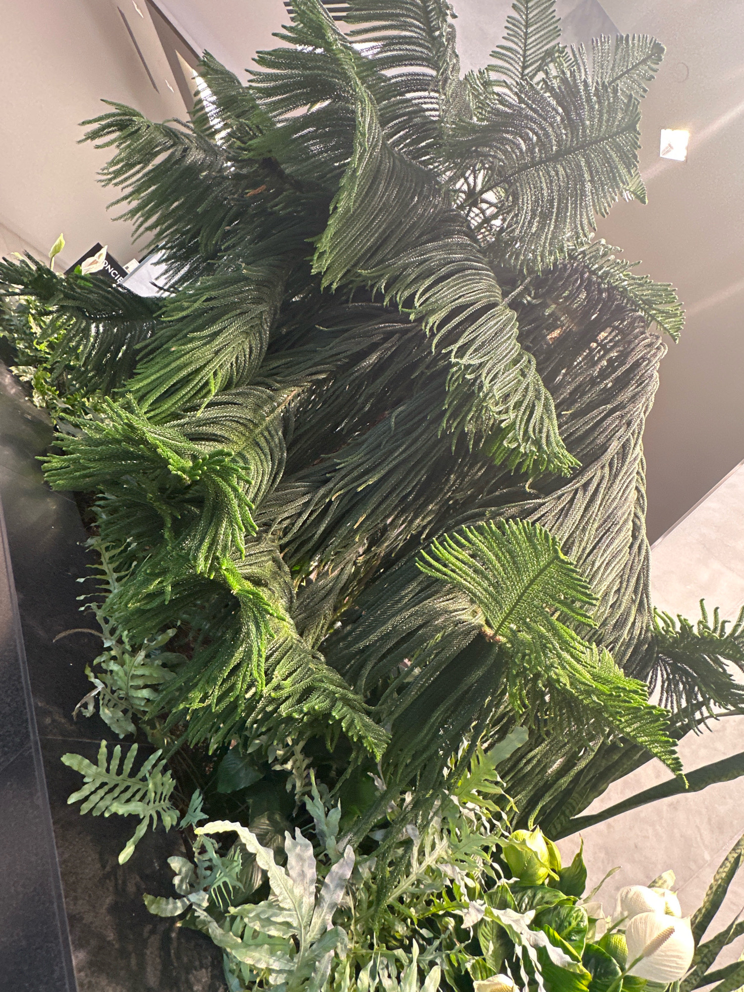 A low-angle, close-up shot captures a dense arrangement of lush green foliage against a neutral, indoor background. The dominant subject is a large, intricately woven structure made of Norfolk Island pine branches. The branches are dark green and densely packed, with a feathery texture. Interspersed among the pine branches are smaller, lighter green ferns and what appear to be white Peace Lily flowers, visible towards the bottom right of the frame. The lighting suggests an interior environment, with a square light fixture visible on the ceiling in the upper right quadrant. A glimpse of a black surface runs along the left edge of the frame, possibly a planter or a piece of furniture. The image does not contain any people or identifiable landmarks.