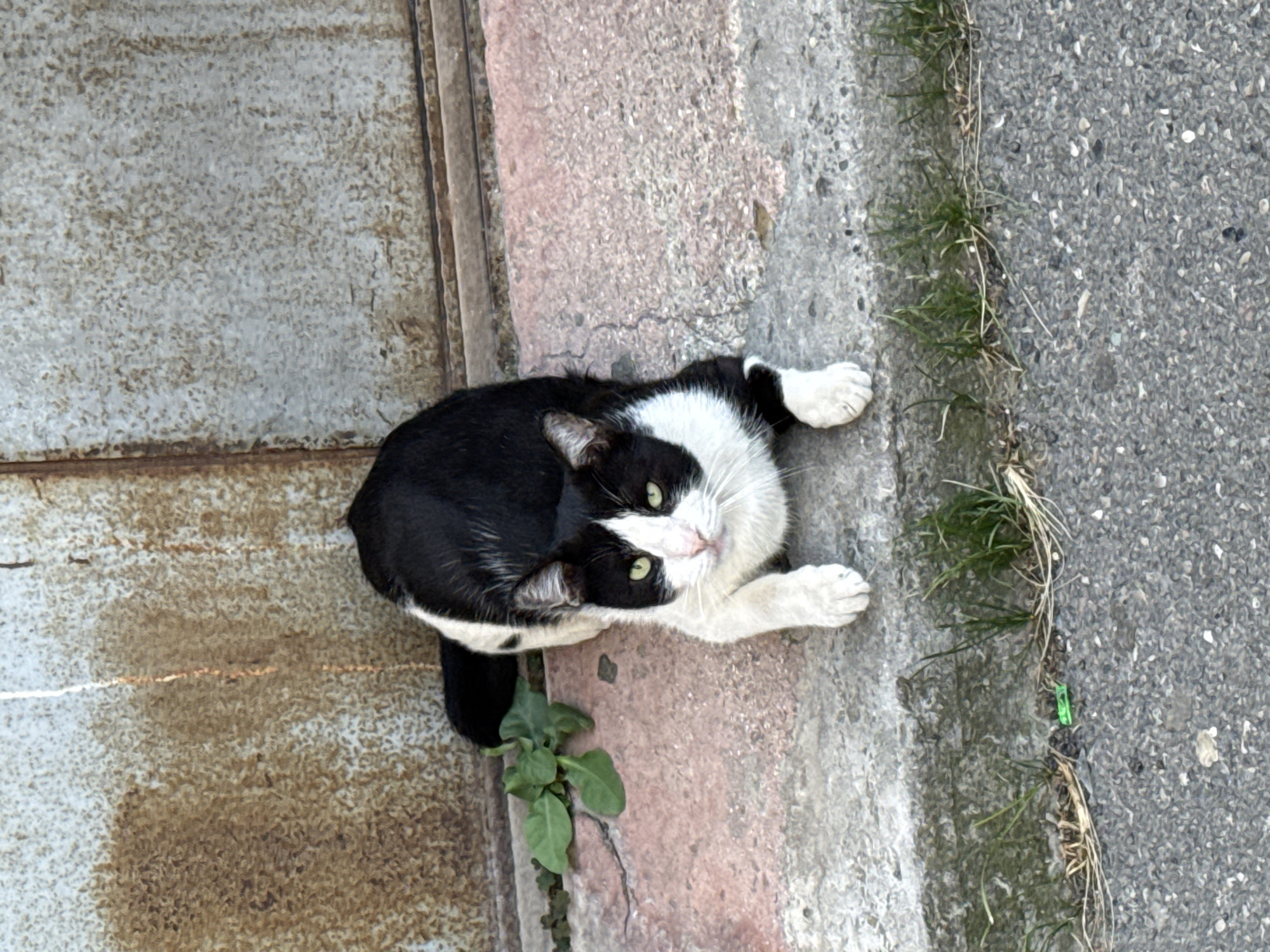 A black and white cat is lying down on a concrete curb. The cat is facing forward, with its green eyes open. Its body is mostly black with white markings on its chest, paws, and face. Behind the cat, there is a weathered, rusty metal surface and a small patch of green leaves. In front of the cat, there is asphalt with a few blades of grass growing through cracks. A tiny green toy car is visible in the grass near the curb. The scene appears to be an outdoor urban environment, possibly in the Sabail Raion district of Azerbaijan, characterized by rough textures and worn surfaces.