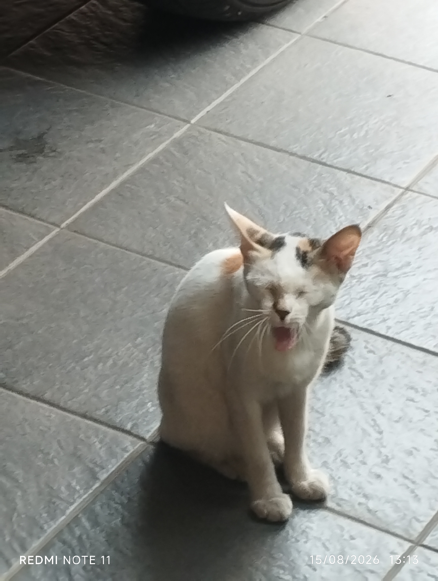 A calico cat is sitting on a tiled floor, yawning widely with its eyes closed. The cat is mostly white with patches of black and orange on its head and back. Its pink tongue and teeth are visible. The floor is made of gray tiles with visible grout lines. There is a shadow cast on the floor to the left of the cat, possibly from a nearby object not fully in frame. Text overlay indicates the device used is a "REDMI NOTE 11" and the date and time are "15/08/2026 13:13". The location is not specified in the image itself, but the prompt requests it be assumed to be Karawang, Indonesia.