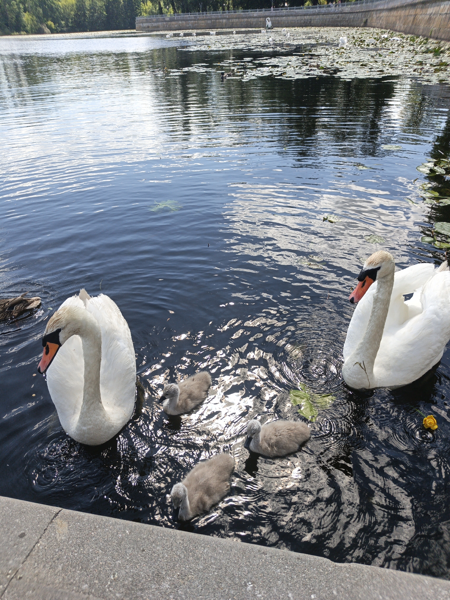 This media file depicts a serene lake scene on a bright, sunny day. The primary subjects are several swans and their cygnets swimming in the dark, rippling water. In the foreground, a large adult swan with white plumage and an orange-tipped beak is prominently featured, looking towards the left. To its right, another adult swan, also white with an orange beak, is partially visible. Several small, fluffy gray cygnets are scattered among the adult swans, some swimming close to their parents.
The background reveals a tranquil lake filled with lily pads, and beyond that, a treeline with lush green foliage. A concrete embankment or wall runs along the edge of the lake, suggesting an urban park or a manicured waterfront. The sunlight casts reflections on the water's surface, creating a shimmering effect. The overall mood is peaceful and natural, highlighting the beauty of wildlife in a calm environment. No people, objects, or visible text are present in the scene. The time of day appears to be midday, given the bright sunlight and clear shadows. The weather is fair and sunny.