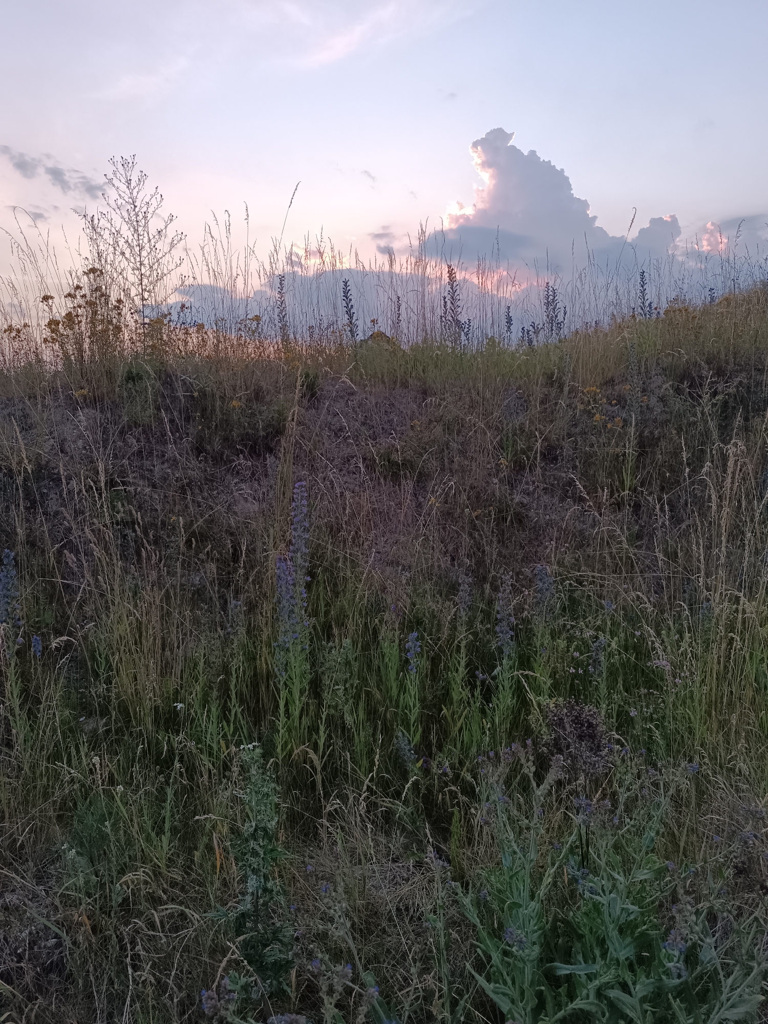 The image depicts a natural landscape scene at dusk, with a focus on overgrown vegetation and a muted sky. The foreground is dominated by tall grasses, weeds, and some flowering plants with small purple blossoms. The ground is uneven and appears to be a hillside covered in dense, dry grass and scattered foliage. In the middle ground, the hillside continues to rise, showing more of the same type of vegetation. The background features a pale, cloudy sky with hints of pink and orange, suggesting the sun has recently set. There are no people, animals, or man-made structures visible in the image. The overall impression is one of a wild, untamed natural area. The location is specified as a hillside in Lozova, Ukraine.