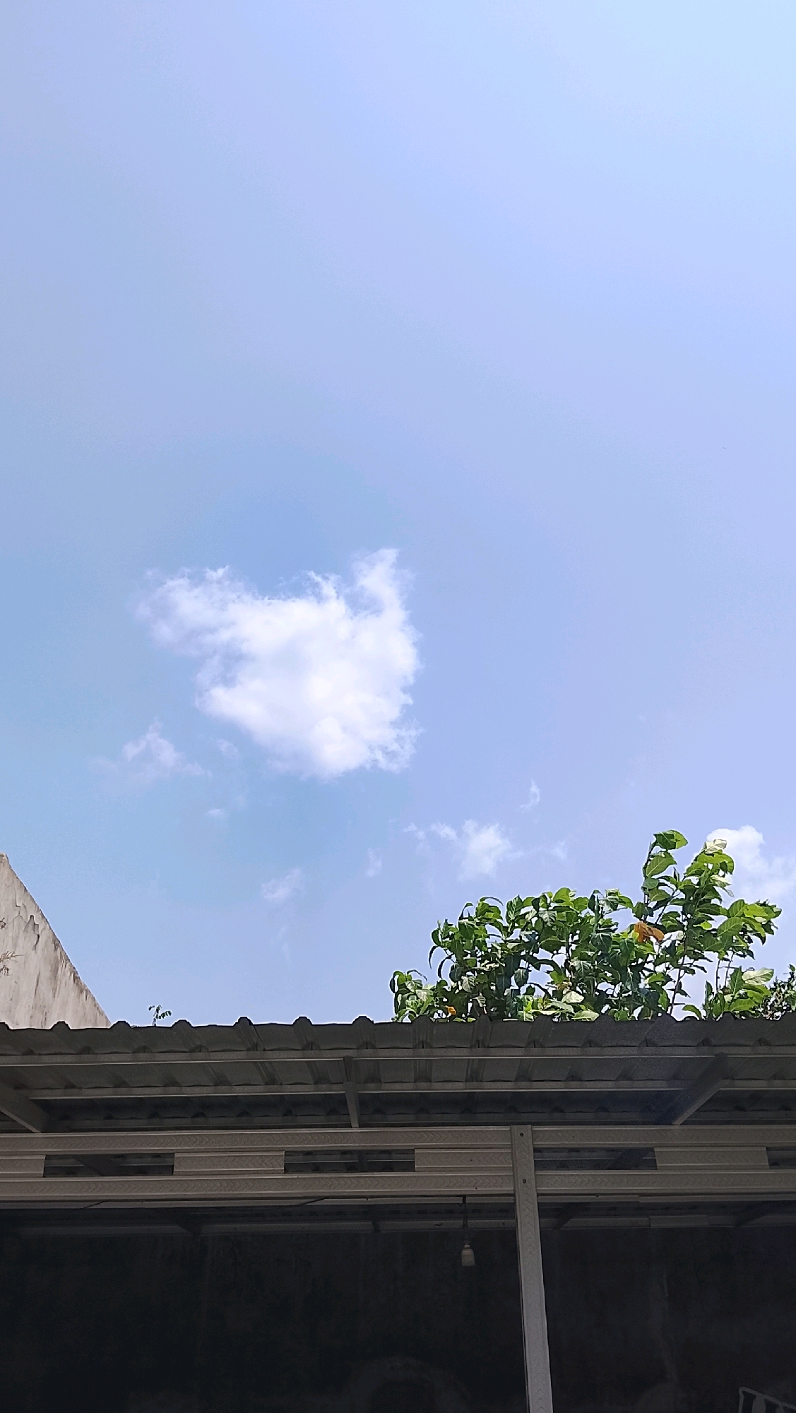 A vertical, low-angle shot captures a bright, clear blue sky with a single, fluffy white cloud near the center left. Below the sky, the top of a gray, corrugated metal roof is visible, extending across the lower portion of the frame. To the right of the roof, lush green foliage from a tree with broad leaves protrudes into the frame. On the far left, a portion of a light-colored, textured wall or building is present. The roof appears to be part of an open-air structure, with visible white metal beams and supports underneath. The scene suggests an outdoor setting, likely during daylight hours in a tropical or subtropical climate. The overall impression is one of a calm, sunny day.