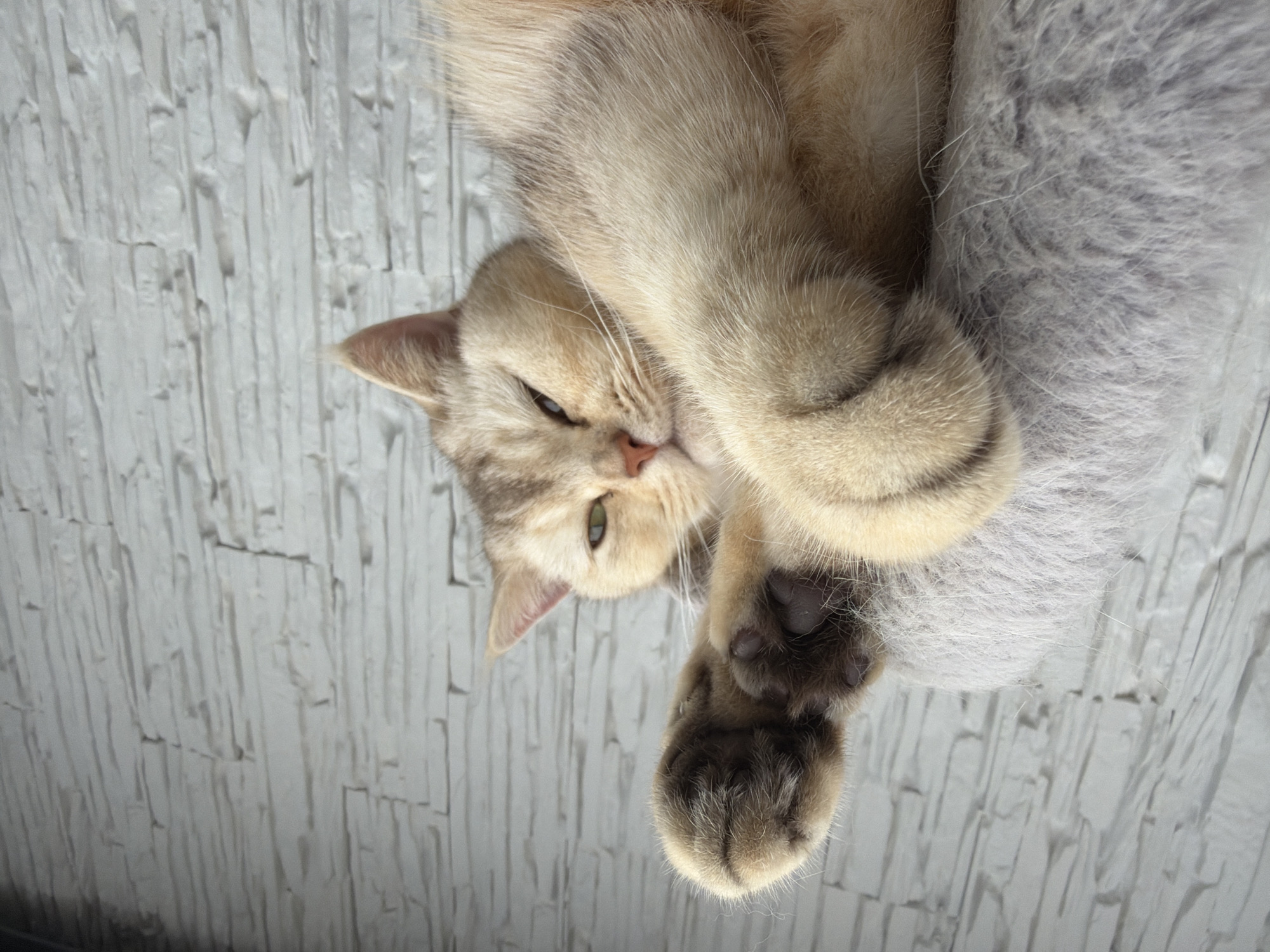 In an indoor setting with a textured white brick wall in the background, a light-colored cat is seen from a low-angle perspective. The cat is lying down on a fuzzy, light gray surface, possibly a pet bed or blanket. Its paws are extended, with one paw prominently displayed in the foreground, revealing dark toe beans and fur. The cat's fur is a mix of cream and golden-brown, and its green eyes are partially closed, giving it a relaxed or sleepy appearance. The cat's face is turned slightly towards the camera, with its left ear visible. Sunlight appears to be illuminating the cat from the left, creating highlights on its fur.