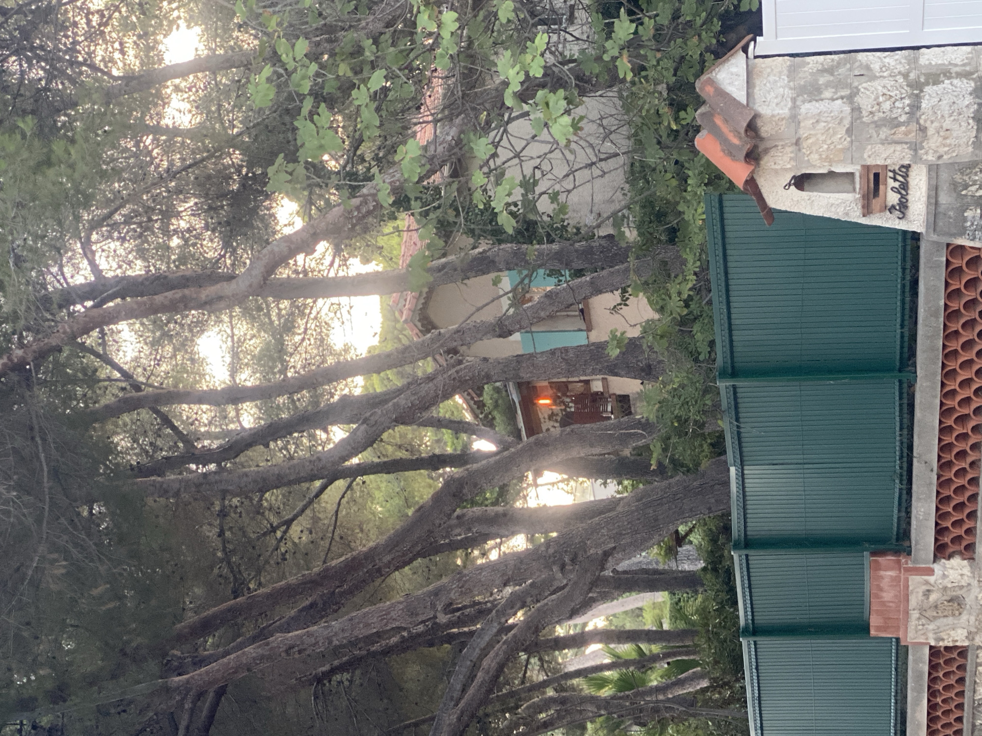 In Antibes, France, a weathered, two-story house with a red-tiled roof is partially obscured by a stand of tall, slender pine trees. The house features a single visible window with a light blue shutter. In the foreground, a dark green metal fence runs horizontally across the image, separating the viewer from the property. To the right of the fence, a small, decorative stone structure resembling a miniature turret stands, topped with red tiles. A handwritten name, "fioletta," is affixed to the front of this structure. The surrounding environment is lush with foliage, and the lighting suggests it is either early morning or late afternoon.