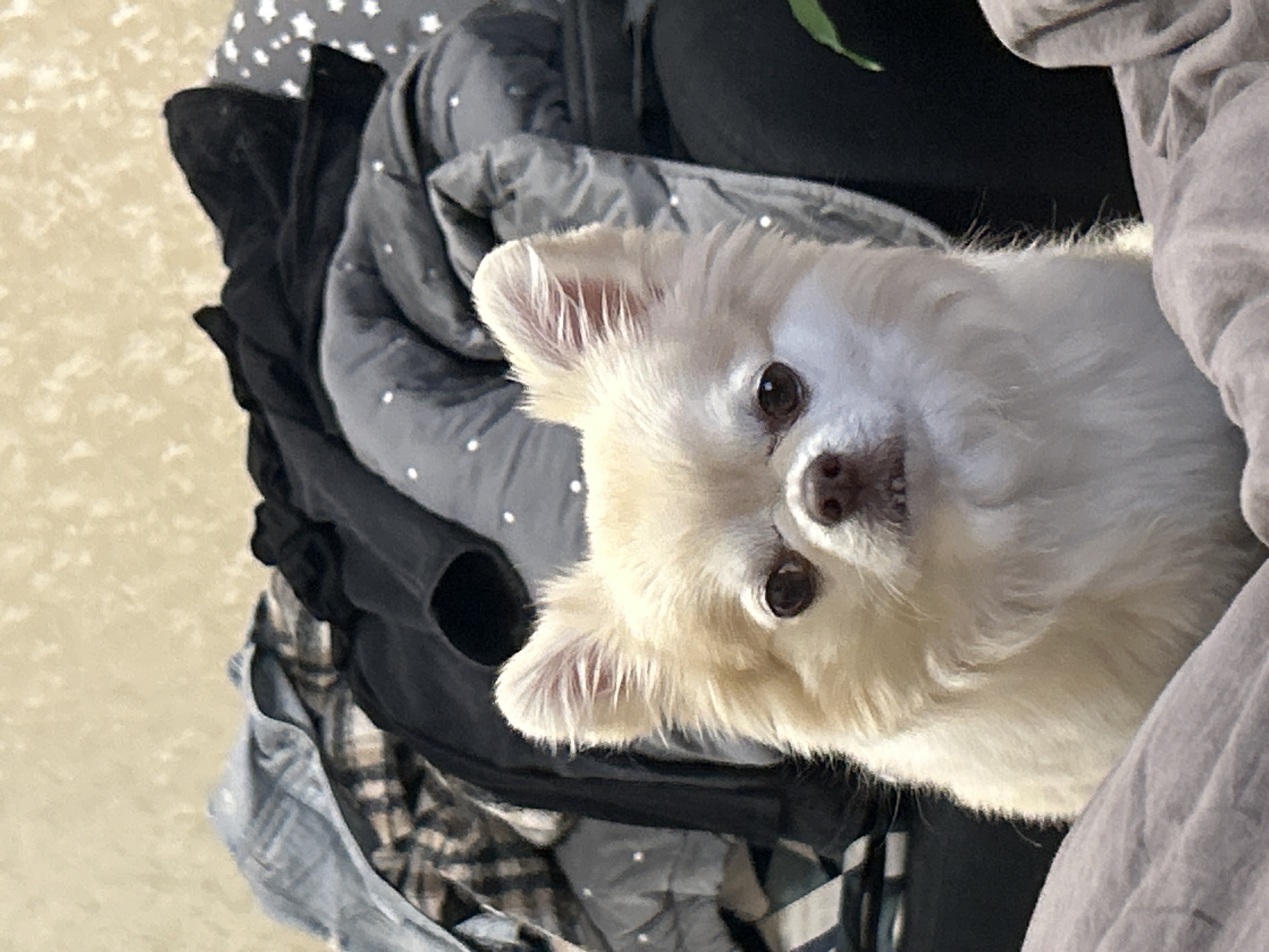 A close-up, eye-level shot features a fluffy, cream-colored dog with alert ears and dark brown eyes, looking directly at the camera. The dog is positioned in the foreground, partially obscured by a gray blanket. In the background, a pile of dark and patterned clothing is visible, along with a gray comforter adorned with white stars. The overall impression is of a domestic setting, likely a bedroom or living area, within an apartment in the city of Moskovskiy, Russia. The lighting suggests an indoor environment, possibly illuminated by natural light or ambient room lighting. There are no people visible in the frame.