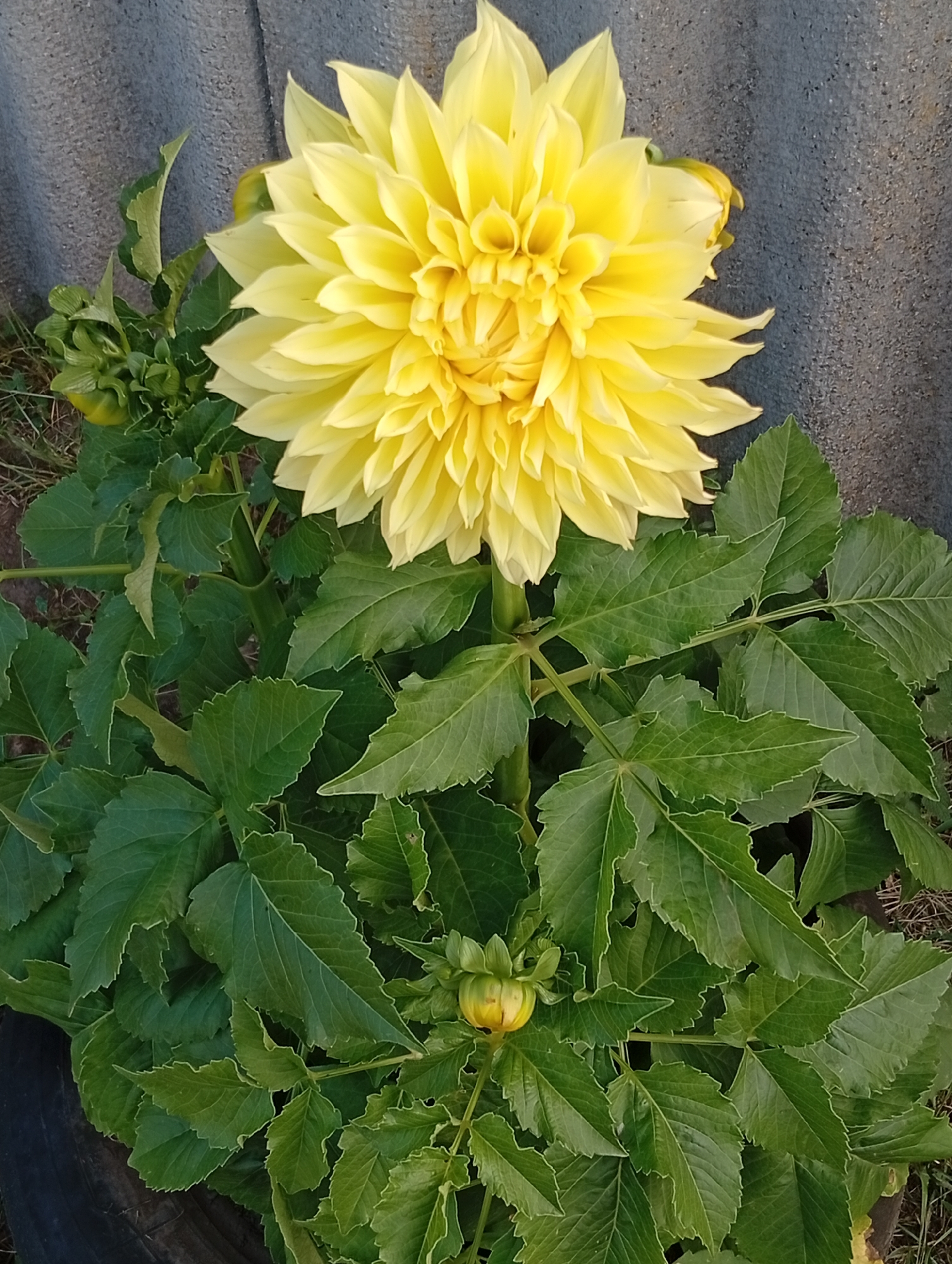 A single, bright yellow dahlia flower is in full bloom, positioned at the top center of the frame. The flower has numerous delicate petals that create a full, almost spherical shape. Below the main flower, there are several green leaves and two smaller, unopened dahlia buds. One bud is located just below the main flower and to the left, while the other is lower and to the right. The plant is set against a textured, gray background that appears to be a corrugated surface, possibly a wall or fence. The lower portion of the image shows dark, rough material that might be a pot or planter. The ground beneath the plant is a mix of dry grass and soil. The lighting suggests it is daytime, with shadows indicating sunlight hitting the plant from the left.