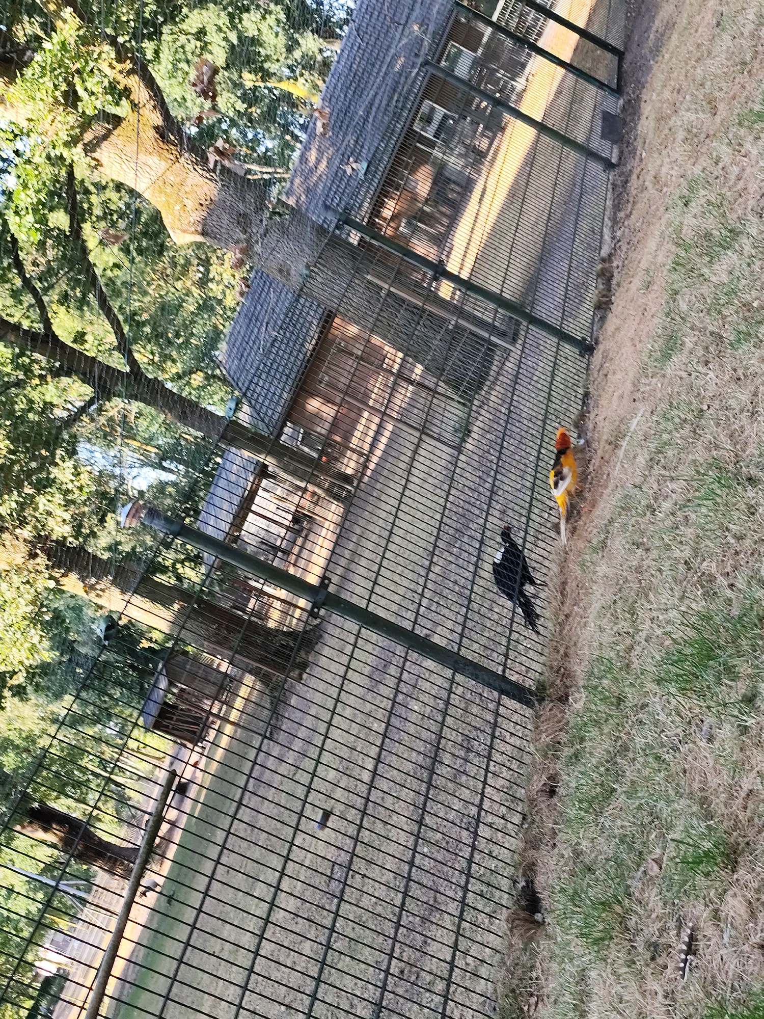 This image depicts an outdoor aviary in Schaijk, Netherlands. The aviary is enclosed by a dark metal fence, through which a wooden structure with a sloping roof and windows can be seen. Several trees with green foliage are visible behind the aviary, casting shadows across the ground. Inside the aviary, two birds are present: one is predominantly black with a long tail, and the other is a pheasant with orange, yellow, and black plumage. The ground within the aviary appears to be a mix of dry grass and dirt, while the area outside the fence consists of patchy dry grass. The lighting suggests it is either early morning or late afternoon.