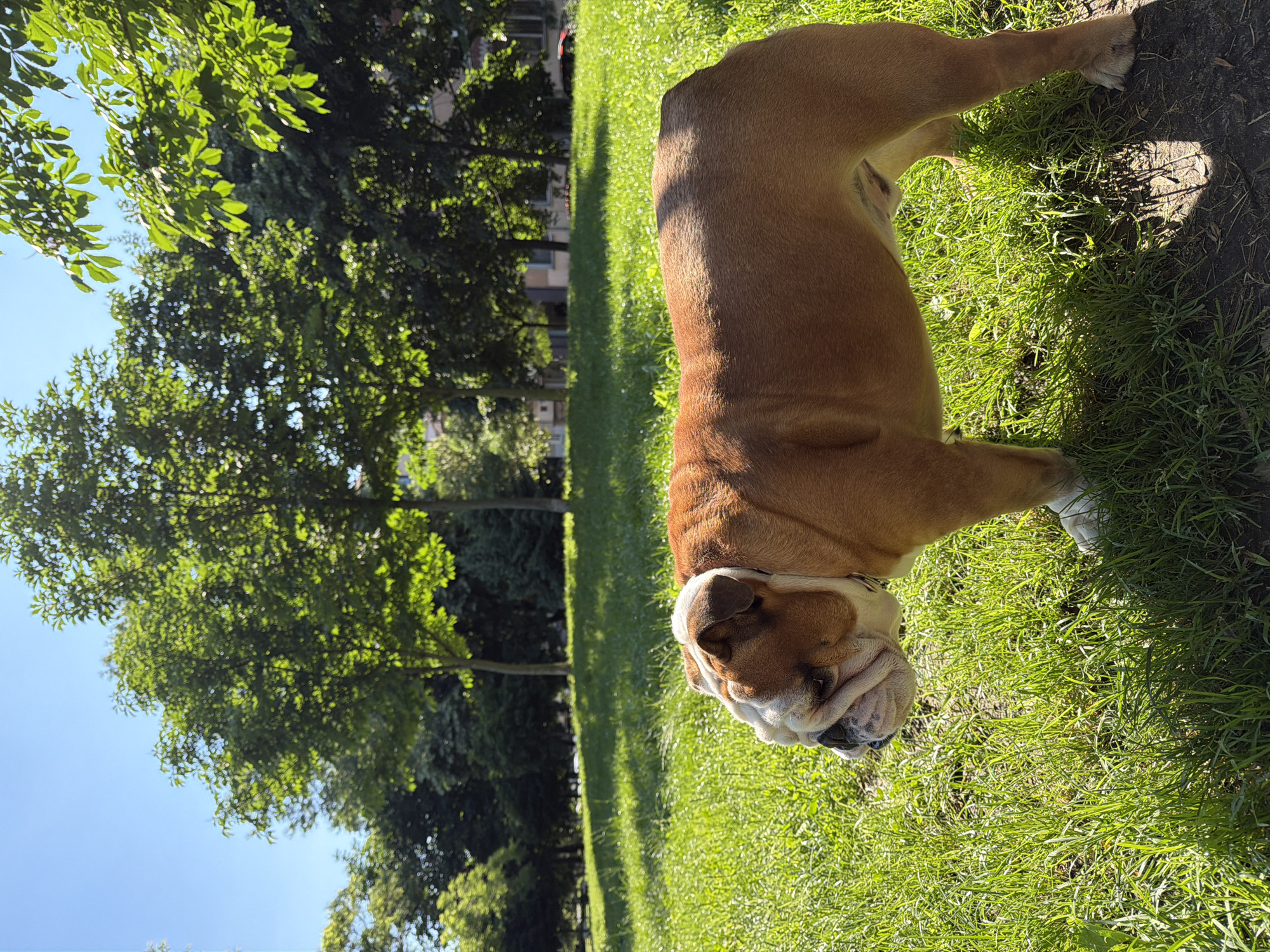 An English Bulldog stands in a grassy park on a sunny day. The dog is facing left, with its head slightly lowered. Its coat is a mix of tan and white. In the background, there are several trees with lush green leaves, and a clear blue sky. The sun is casting shadows on the grass. The setting appears to be a city park in Sofia, Bulgaria, likely during warmer months, given the foliage and sunny weather. There are no people or other animals visible in the frame.