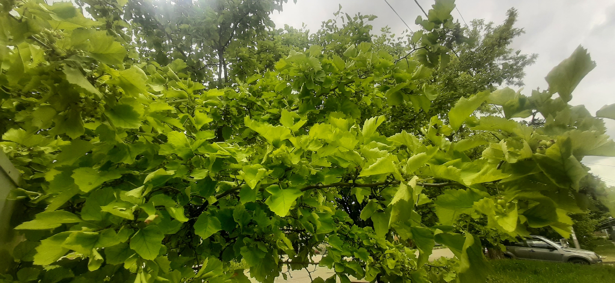 The image shows a dense canopy of vibrant green leaves, with branches extending across the frame. The sunlight filters through the foliage, creating bright highlights. In the background, a cloudy sky is visible, along with some trees and a silver SUV parked on a grassy area next to a road. The scene appears to be outdoors, possibly in a residential area of Yessentukskaya, Russia, given the presence of a parked vehicle and what could be a building or fence in the far background. There are no people or discernible actions taking place. The focus is on the lush greenery of the trees.