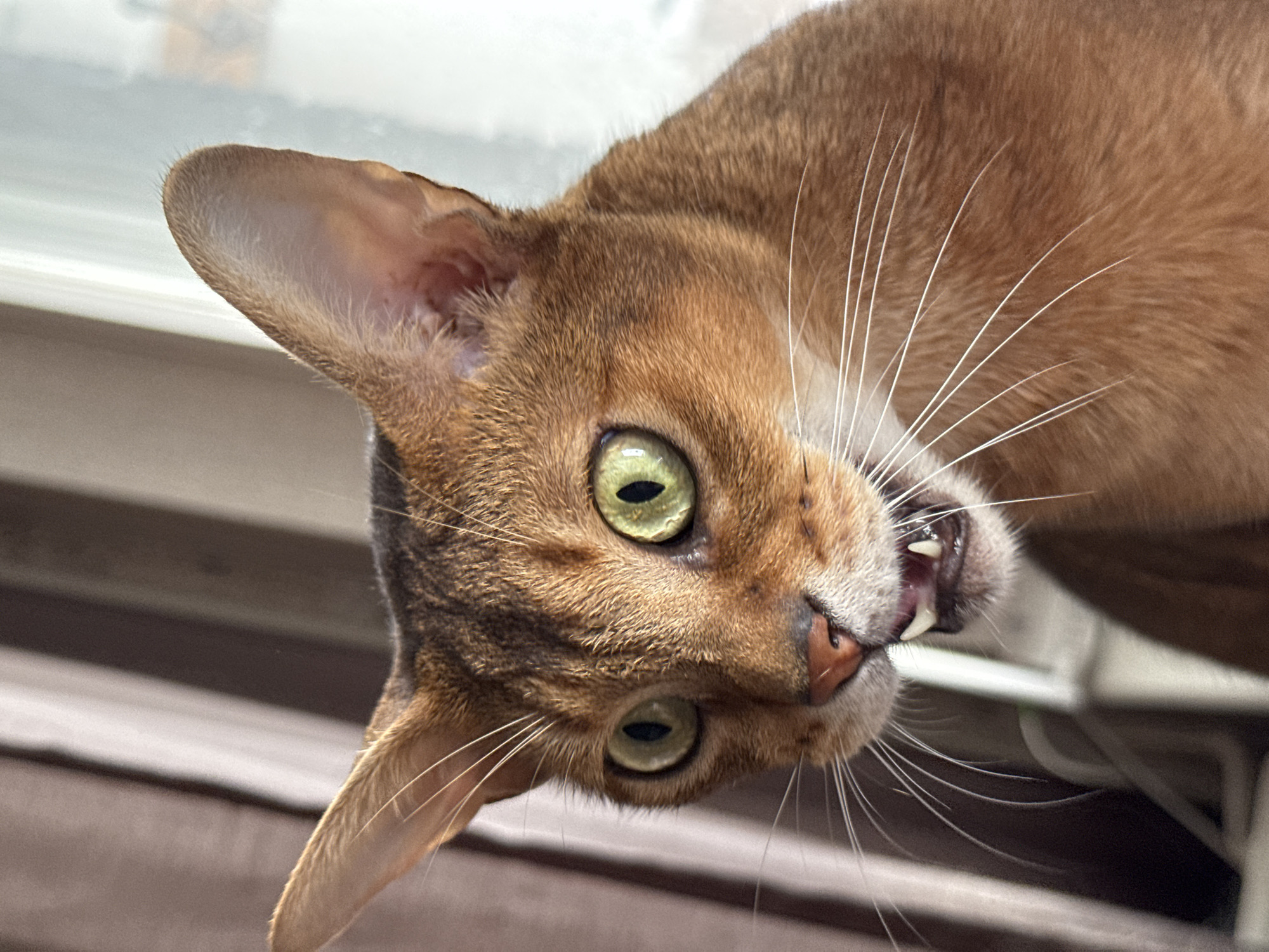 This image is a close-up, head-and-shoulders shot of an Abyssinian cat, facing left with its mouth slightly open, revealing its teeth. The cat has large, green eyes and reddish-brown fur with characteristic ticking. Its ears are large and pointed. The background consists of blurry, vertical lines of what appear to be curtains or blinds in muted tones of brown and white, and a bright, out-of-focus area on the right that suggests a window. There are no humans or other animals visible, and no objects that indicate a specific location in Chaikovsky, Russia. The lighting appears to be natural, coming from the right.