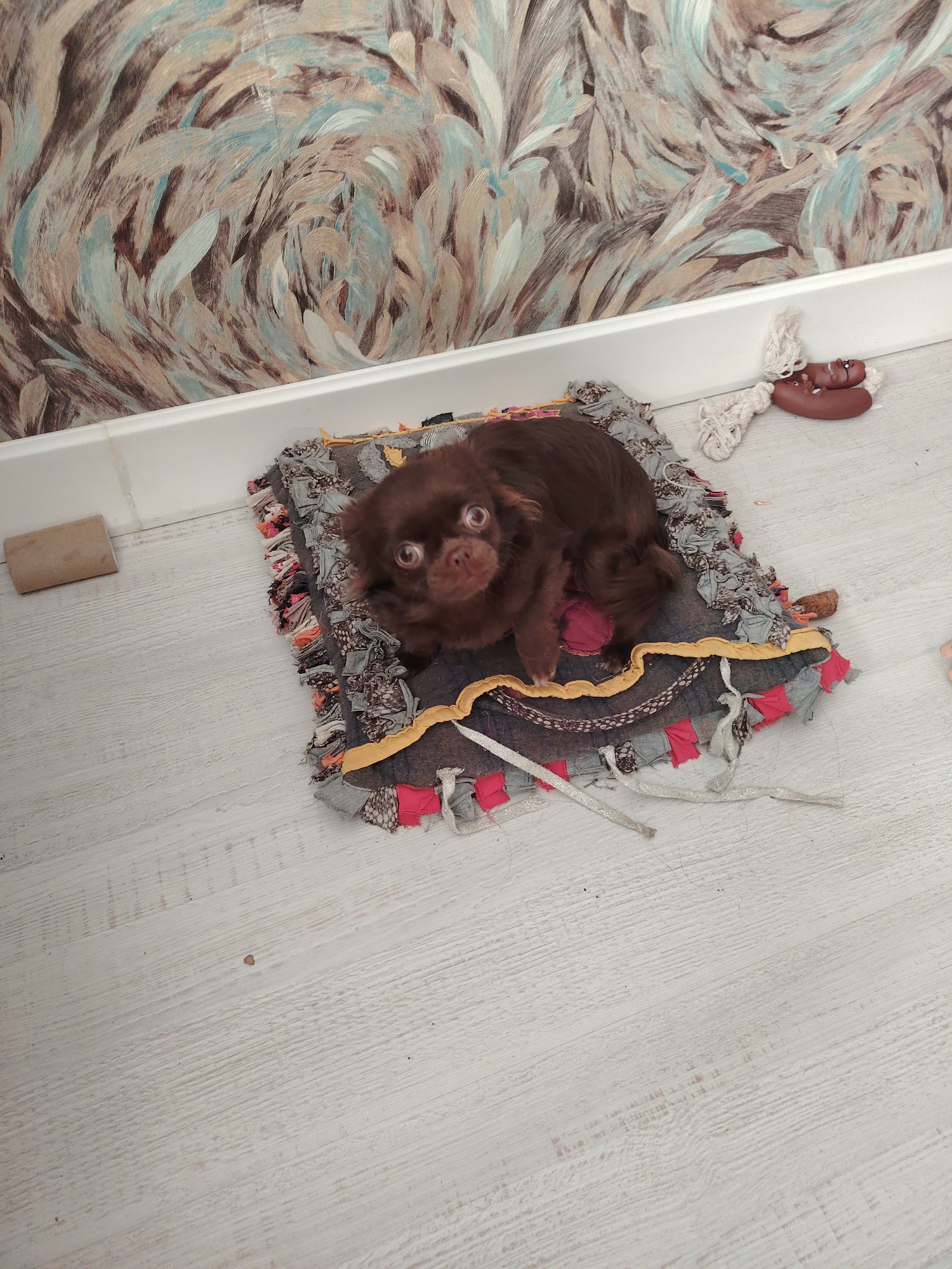 An indoor, eye-level shot captures a small, dark brown, long-haired dog, possibly a Chihuahua, with large, expressive eyes, resting on a colorful, patterned mat. The mat is crafted from various fabric scraps in shades of gray, red, and blue, with yellow trim, and features fringed edges. It lies on a light-colored, wood-laminate floor.
The dog is positioned slightly off-center, facing directly towards the camera with a wide-eyed gaze. To the left of the mat, a small, light brown rectangular block rests on the floor. To the right, near the wall, there's a dark brown object, possibly a dog toy, with white string attached.
The background features a white baseboard running along the bottom of a wall covered in wallpaper. The wallpaper displays an abstract pattern of feather-like or leaf-like brushstrokes in muted tones of brown, beige, and light blue/teal. The lighting in the room appears bright and even, suggesting daytime. The scene depicts a domestic setting, likely a home in Бараўлянскі сельскі Савет, Belarus. No visible text is present.