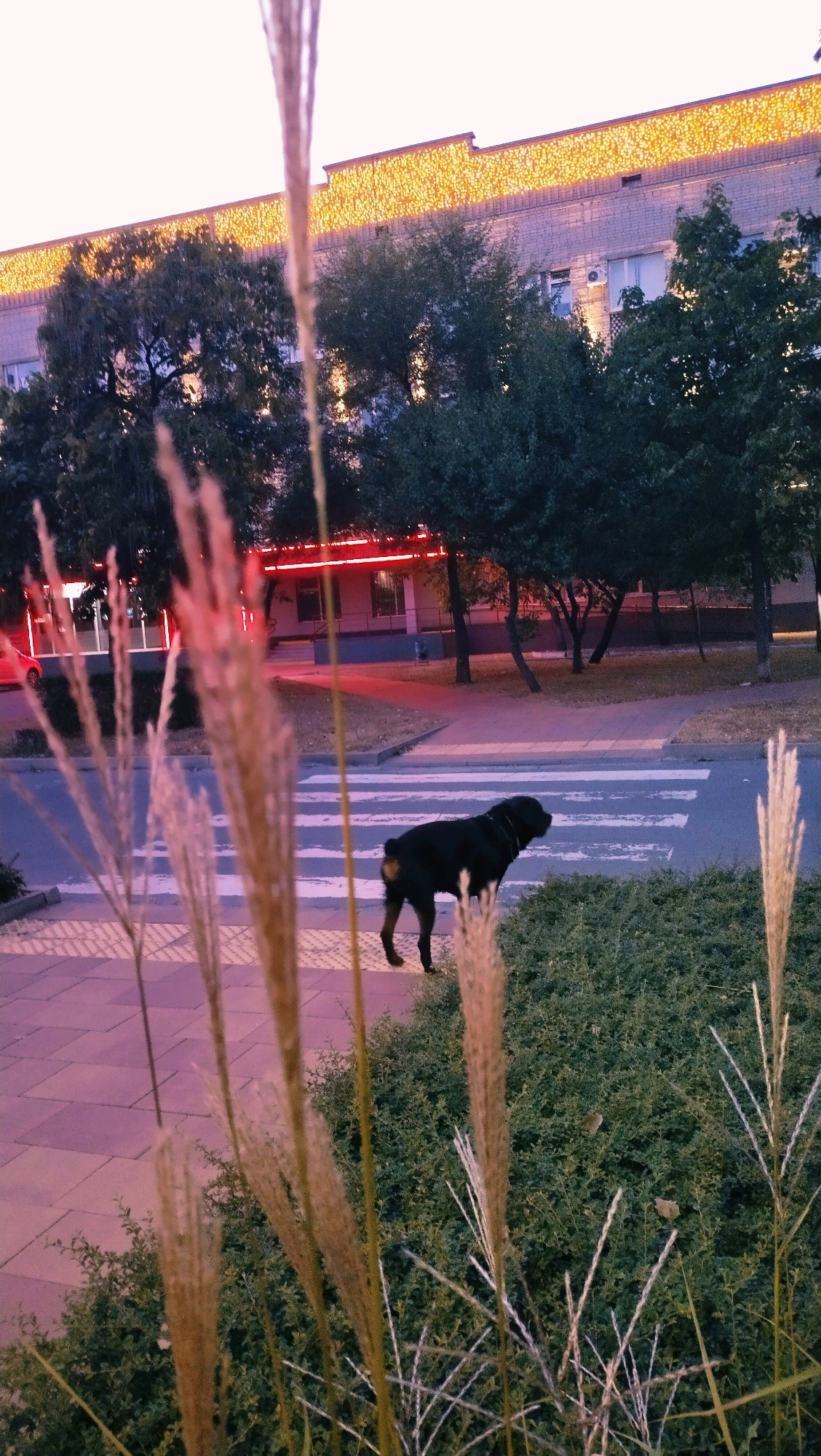 The image depicts a street scene in Horishni Plavni, Ukraine. A large, black dog is standing on a crosswalk. In the background, a building is illuminated by strings of yellow lights along its rooftop. Trees with dark green foliage are visible in front of the building. In the foreground, tall, dry grass stalks are out of focus, creating a natural frame for the scene. The lighting suggests it is dusk or evening, with artificial lights from the building and street contributing to the illumination. The ground is paved with tiles and asphalt, and there is a patch of dense green bushes to the right of the crosswalk.
