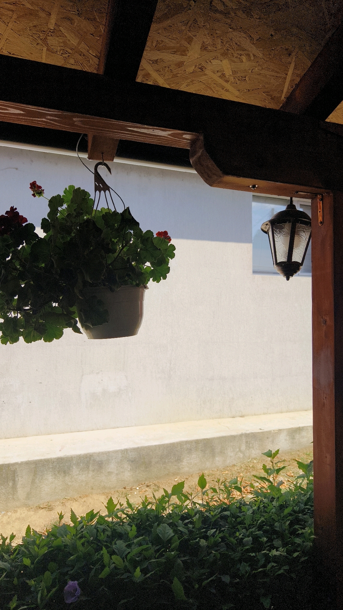 The image captures a detail of an outdoor space in Predejane (Varoš), Serbia, under a covered structure with a roof made of oriented strand board and dark wooden beams. A hanging pot of dark green leafy plants with red flowers is suspended from a hook on a wooden beam. To the right, a black lantern with glass panes is mounted on a wooden support. The background consists of a textured white wall with a concrete ledge or foundation in the lower part. In the foreground, a dense line of green bushes with some new growth and a single purple flower is visible. The lighting suggests it is daytime, with shadows cast by the overhead structure.