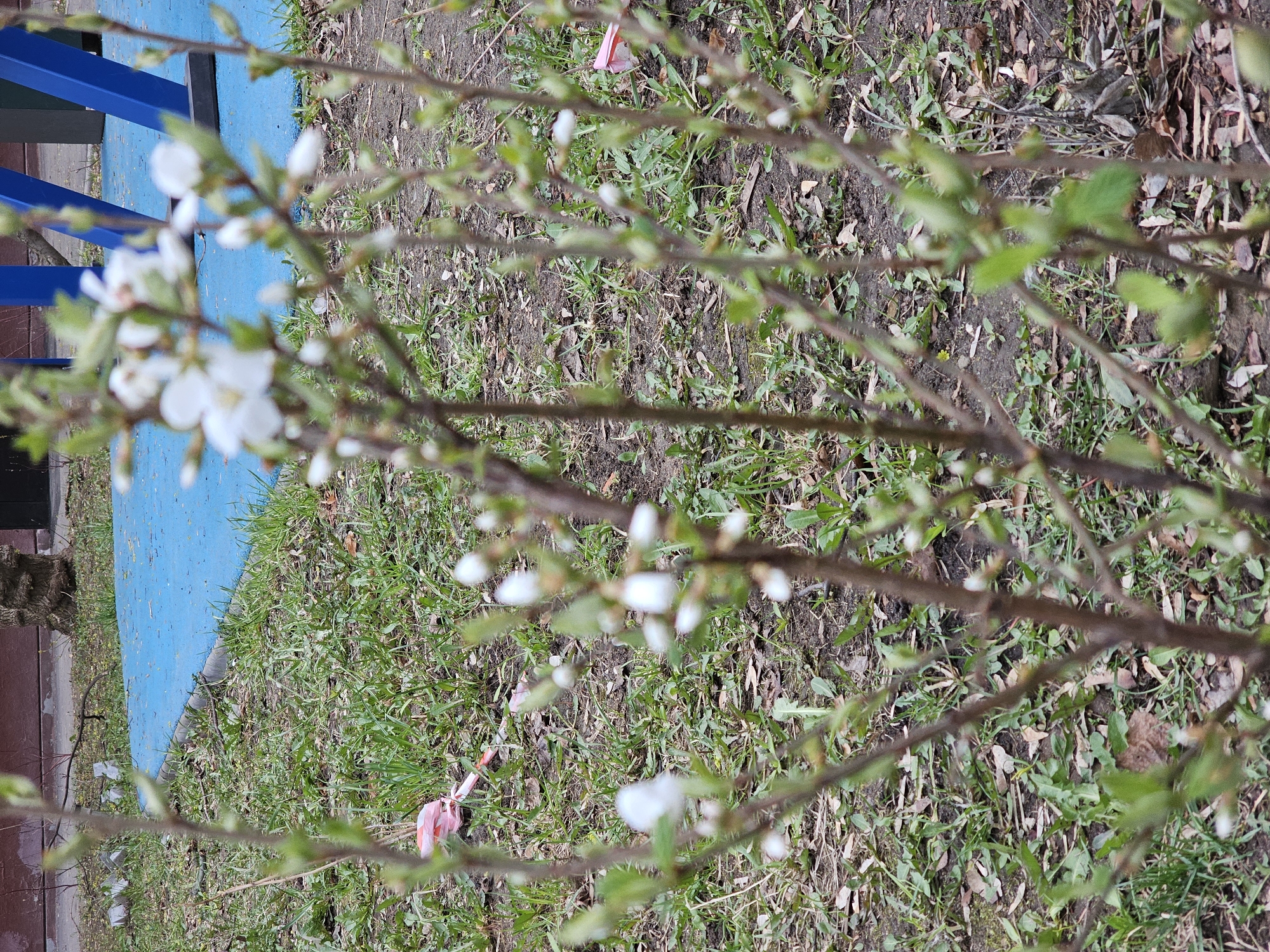 The image captures a close-up, slightly blurry view of a deciduous plant with numerous white flower buds and a few open white blossoms, characteristic of early spring. The plant's slender brown branches, some with small green leaves emerging, dominate the foreground.
In the mid-ground and background, there is patchy green grass interspersed with areas of bare, dark brown soil and dry, fallen leaves. Small pieces of litter, including a pink wrapper or ribbon, are visible on the ground. To the far left, a bright blue structure, possibly a railing or part of a bench or playground equipment, is visible, partially out of focus. Beyond this blue structure, there appears to be a paved area and a darker, perhaps brownish, structure or wall.
The scene depicts an outdoor setting, likely a park, garden, or urban green space in Khimki, Russia, during daytime. The soft lighting suggests an overcast sky or diffused light. No people are present, and there is no visible text. The overall impression is one of early spring, with nature beginning to bloom amidst an urban or suburban environment.