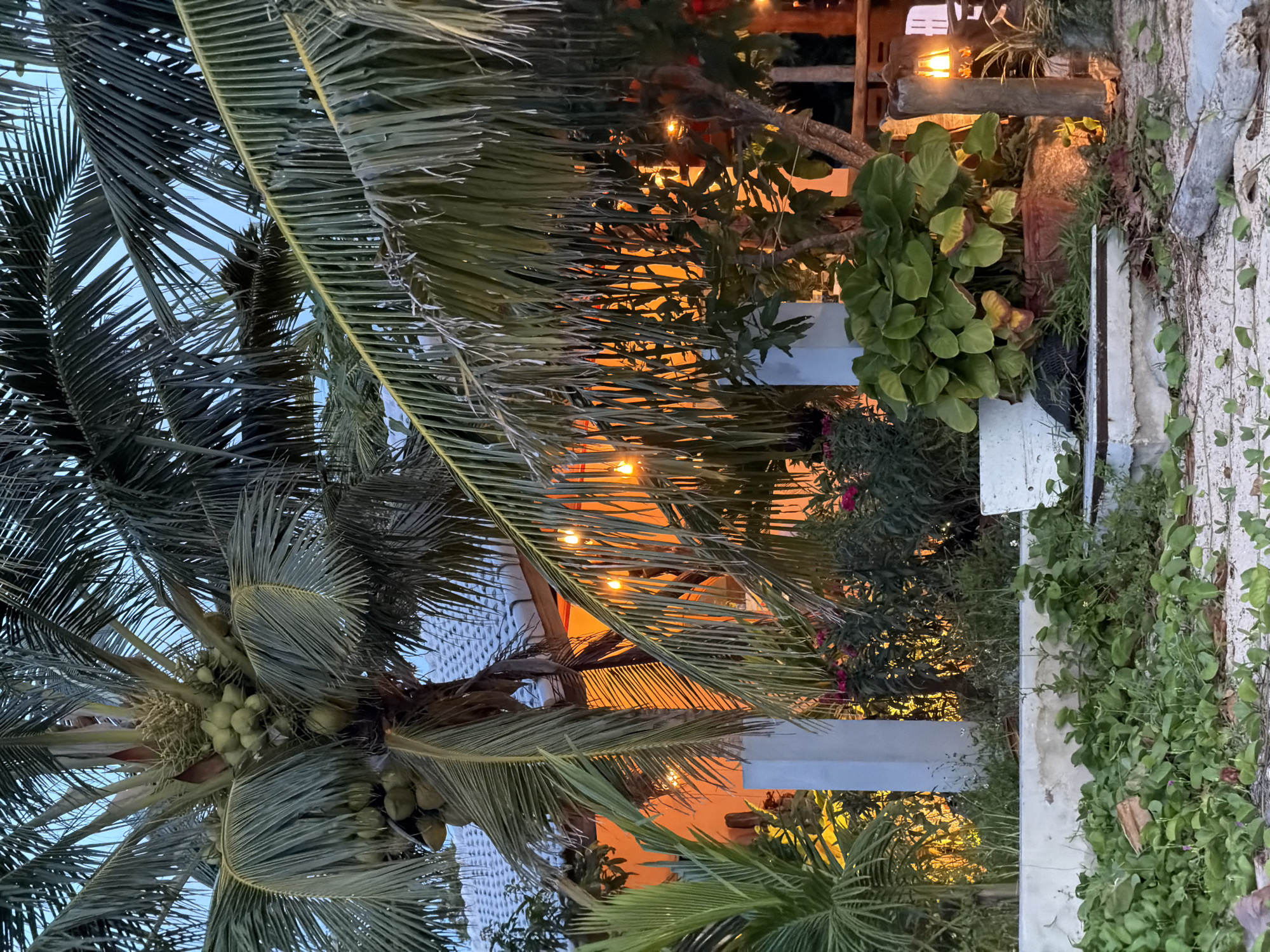 A coconut palm laden with fruit stands in front of a building with a tiled roof. The building is lit from within with warm, orange light, and strings of lights hang from its eaves. Lush green vegetation, including large-leafed plants and vines, surrounds the building and the palm tree. The ground in the foreground is sandy and covered with more greenery and some driftwood. A single, rustic lantern with an orange glow is visible on the right side of the image. The sky above is a dusky blue. This scene is located in Baan Plai Laem, Thailand.
