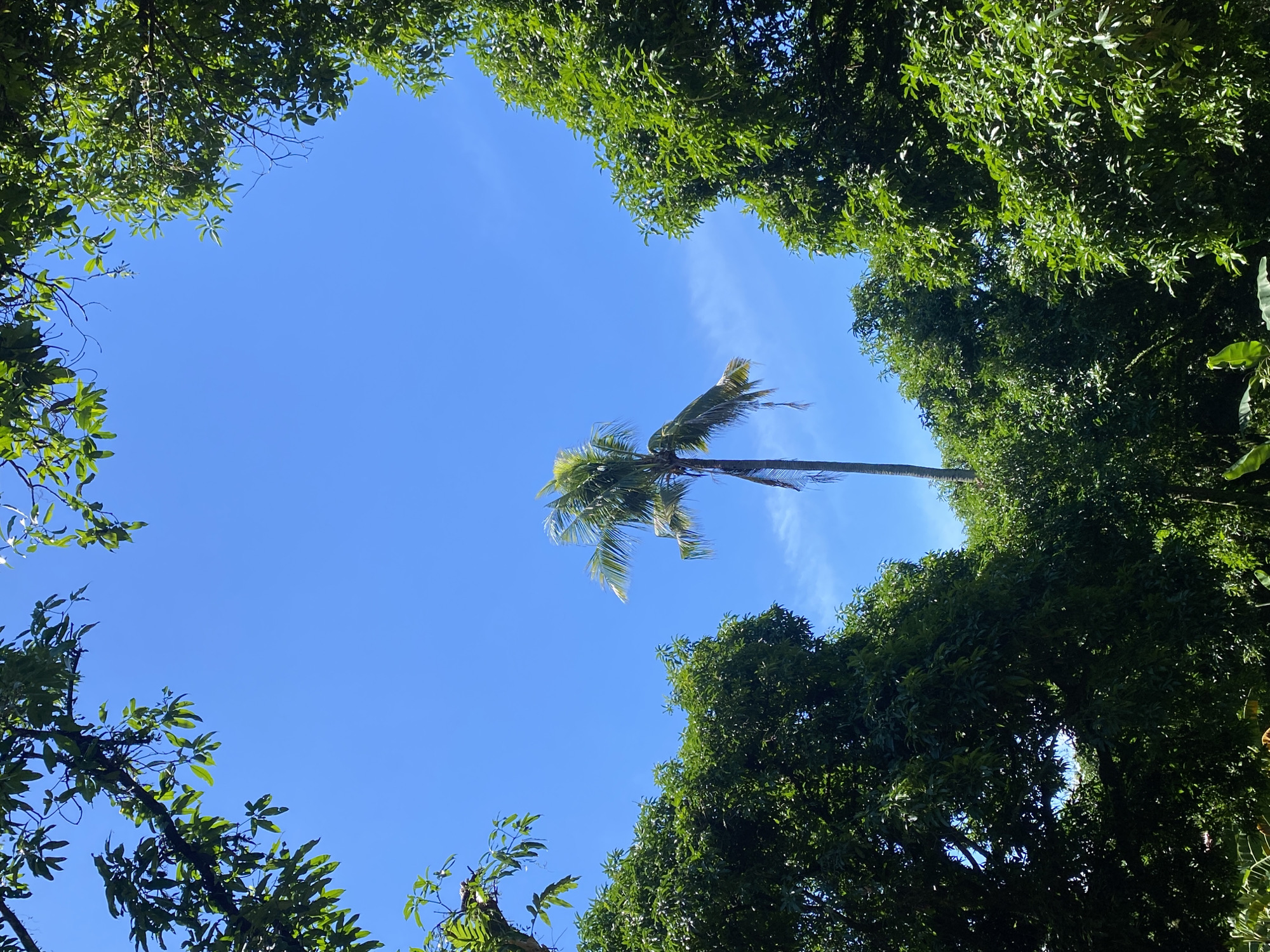 The image depicts a bright, clear blue sky framed by lush green foliage. In the center, a lone palm tree stands tall against the sky, its fronds fanned out. The surrounding trees, dense and vibrant, create a natural border, suggesting an outdoor, possibly tropical environment. The scene is devoid of human presence or any specific urban elements, hinting at a location within a natural setting, such as a park or a more rural area within Davao City, Philippines.