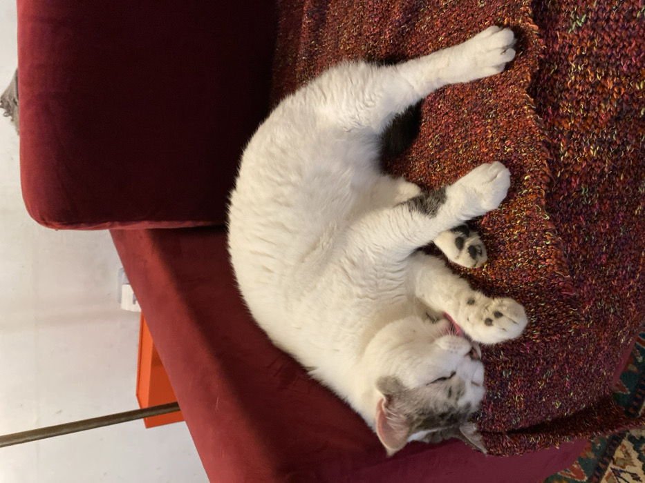 A white domestic cat with grey and black markings on its head and ears, a black spot on its left rear leg, and a black tail, is observed sleeping on its left side. Its eyes are closed, and its body is slightly curled, resting atop a multi-colored knitted blanket featuring hues of red, orange, and yellow. This blanket is draped over the armrest of a red velvet or plush sofa. In the background, a light-colored wall is visible, along with a slender metallic pole (possibly a lamp stand) to the left and a partially obscured orange rectangular object behind the sofa. The scene takes place indoors, in the city of Cucuron, France.