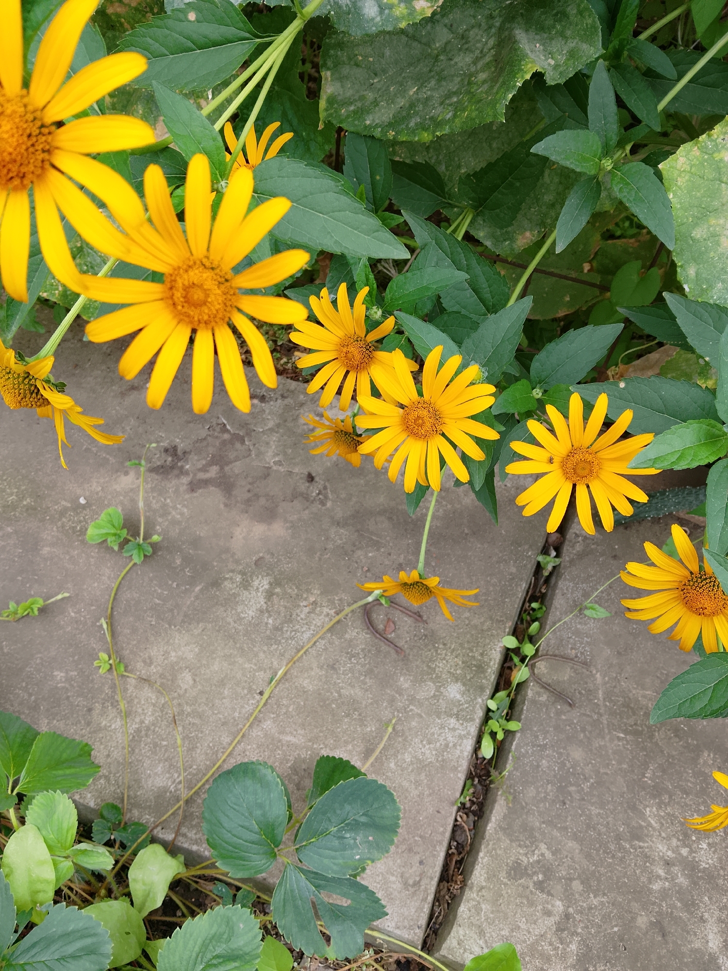 A top-down, medium shot shows a patch of yellow daisies interspersed with lush green foliage and a rough, grey concrete surface. Several daisies are in full bloom, their bright yellow petals fanned out around a darker, textured center. Some of the daisies are fully visible, while others are partially obscured by leaves or cut off by the frame. The green leaves are a mix of broad, flat surfaces and smaller, more delicate clusters. The concrete surface has a weathered appearance, with faint lines and cracks suggesting it is outdoors, possibly a walkway or patio. In the lower left corner, the distinctive leaves of a strawberry plant are visible. The overall impression is one of natural beauty meeting urban landscaping. There are no people or animals present in the scene. The image is taken from a high angle, looking directly down at the scene.