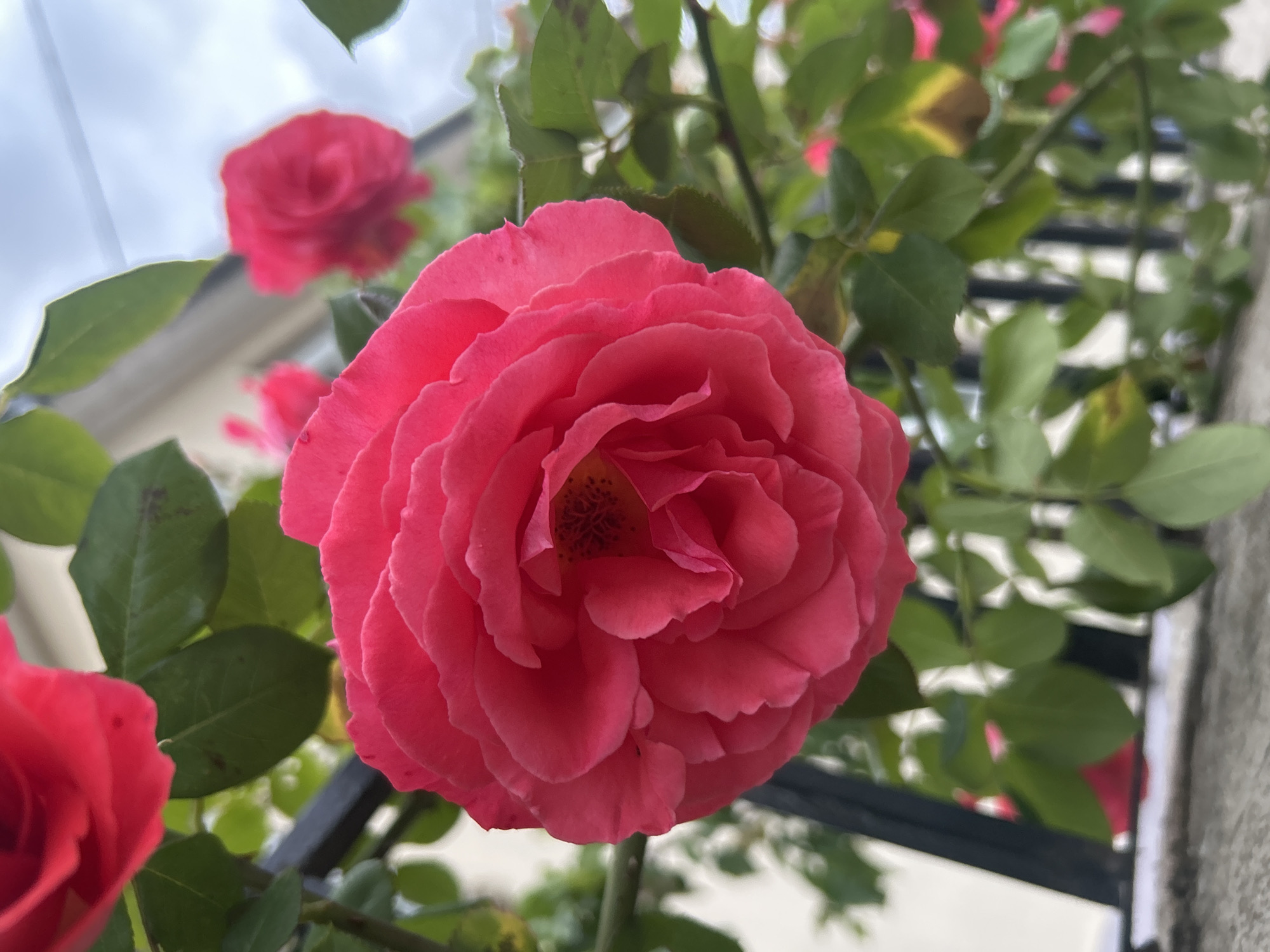 A close-up shot captures a large, vibrant pink rose in full bloom. Its petals are densely layered, forming a classic rose shape with a darker center. The rose is surrounded by green leaves and branches, indicating that it is growing on a plant. In the background, partially visible, are other roses of the same color. The setting appears to be outdoors, with a glimpse of a building and cloudy sky. The presence of a metal structure (possibly a trellis or fence) adds context to the environment. While the location cannot be definitively confirmed as Strasbourg, France, based on the image alone, the architectural style of the building in the background does not preclude the possibility of it being there.