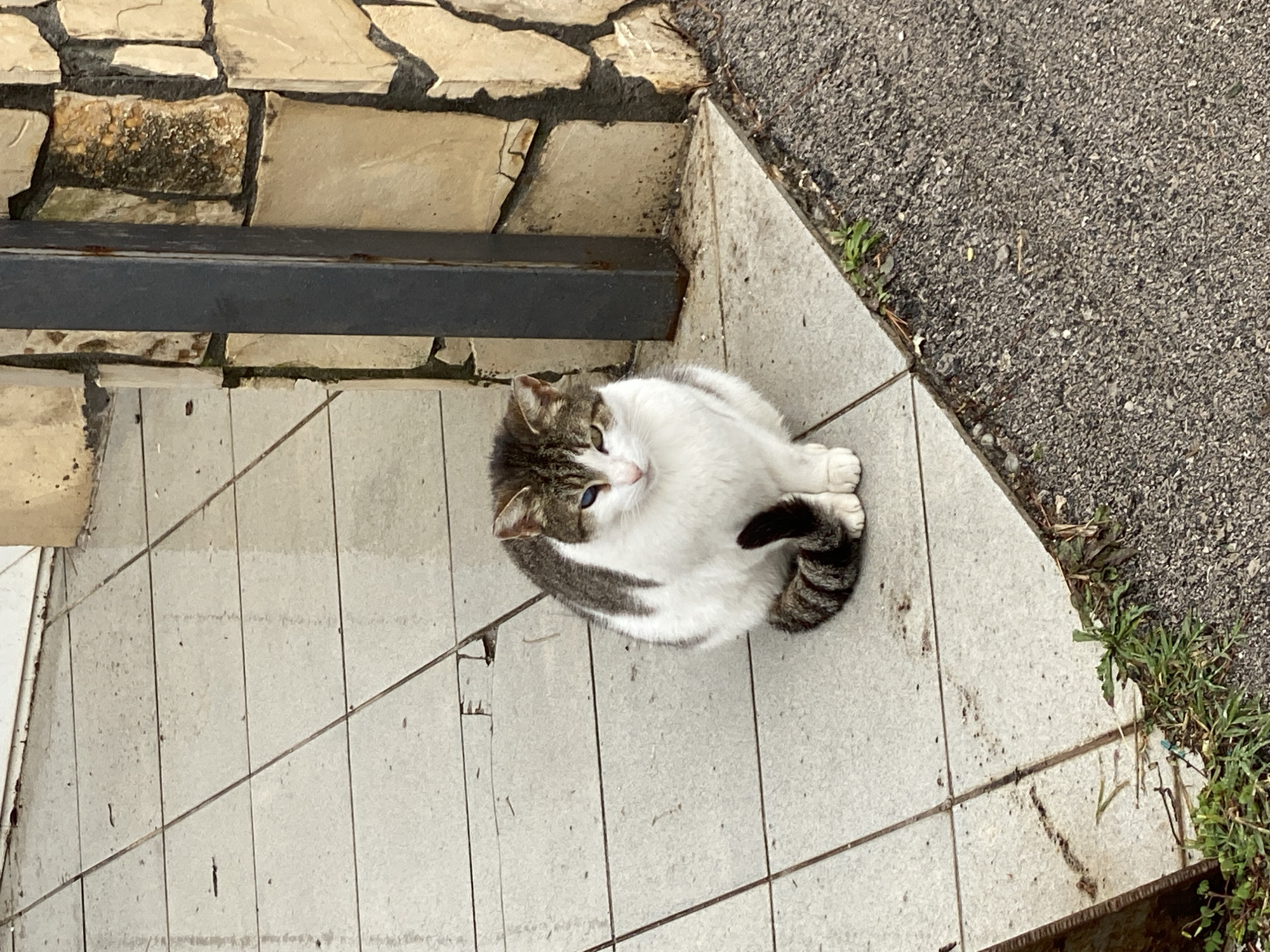 An outdoor scene in Budva, Montenegro, depicts a single domestic cat positioned on a tiled surface adjacent to a stone-clad wall and an asphalt area.
**Subject:** A medium-sized domestic cat, predominantly white, features tabby markings in grey-brown on its head, ears, back, and tail. The cat exhibits heterochromia, with its right eye appearing blue and its left eye appearing green or amber. It is sitting upright, facing slightly right, with its tail curled around its front paws. The cat appears calm and alert.
**Environment:** The ground directly beneath and around the cat consists of light-colored (off-white or light grey) square tiles with dark grout lines. Several tiles show minor chips, cracks, and surface dirt. The tiled area appears slightly damp, suggesting recent precipitation or cleaning. To the immediate right and bottom of the tiled area, a dark, coarse-grained asphalt or gravel surface is visible, indicative of a pathway or roadside. Sparse green vegetation and weeds grow along the interface between the tiles and the asphalt.
**Background Elements:** On the right side of the frame, a vertical wall clad with irregular, light-colored stone segments set in dark mortar is visible. This wall exhibits areas of dark staining and discoloration. A dark grey or black metal post, possibly structural or part of a fixture, stands vertically against the stone wall. In the upper left background, a plain, lighter-colored wall or doorway is partially visible, extending beyond the tiled ground.
**Lighting:** The scene is illuminated by diffused light, indicating overcast conditions or indirect lighting. No strong shadows are present.