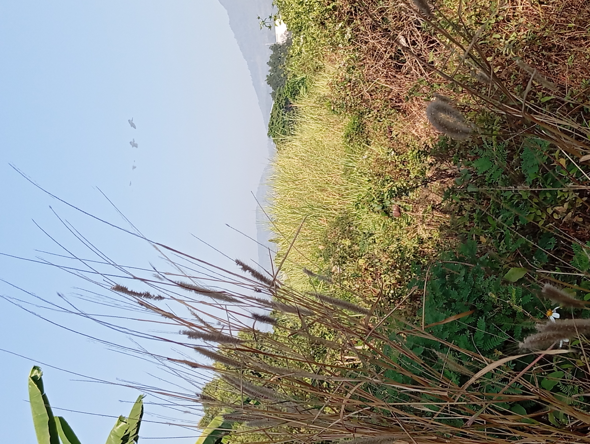 In a rural area, likely on the outskirts of Kepulungan, Indonesia, a natural landscape unfolds under a clear blue sky. In the foreground, tall, dry grasses with feathery seed heads dominate, their slender stalks reaching upwards. To the left, a broad, green banana leaf provides a stark contrast to the arid grasses.
Beyond the foreground, a field of lush, green reeds or tall grasses stretches towards a backdrop of rolling hills and mountains. Scattered among the reeds are various green shrubs and trees. In the far distance, a hazy outline of a town or settlement can be seen, with a few structures visible. High in the sky, a small flock of birds flies in formation. The scene captures a tranquil, natural environment, possibly at dawn or dusk given the soft lighting and clear sky.