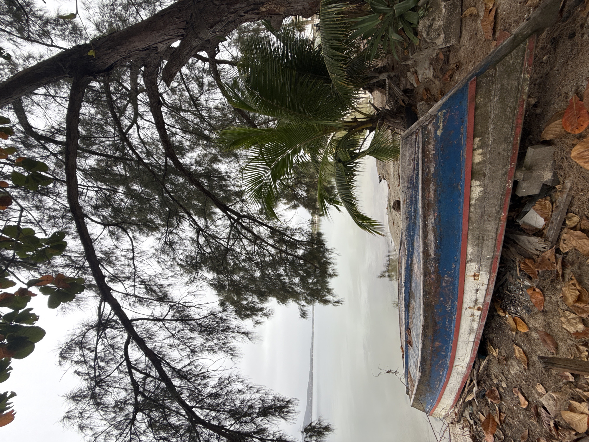 An old, weathered boat rests on its side on the sandy shore of a calm body of water. The boat, painted blue with red and white trim, shows signs of age and disuse, with peeling paint and rust visible. It is supported by wooden blocks. The foreground is covered with dry leaves and pine needles. Behind the boat, a palm tree and other tropical vegetation grow near a large tree with intricate branches that partially obscure the overcast sky. The background features a tranquil body of water reflecting the muted sky, with a distant shoreline and hills. The overall scene depicts a quiet, perhaps abandoned, coastal area in São Pedro da Aldeia, Brazil.