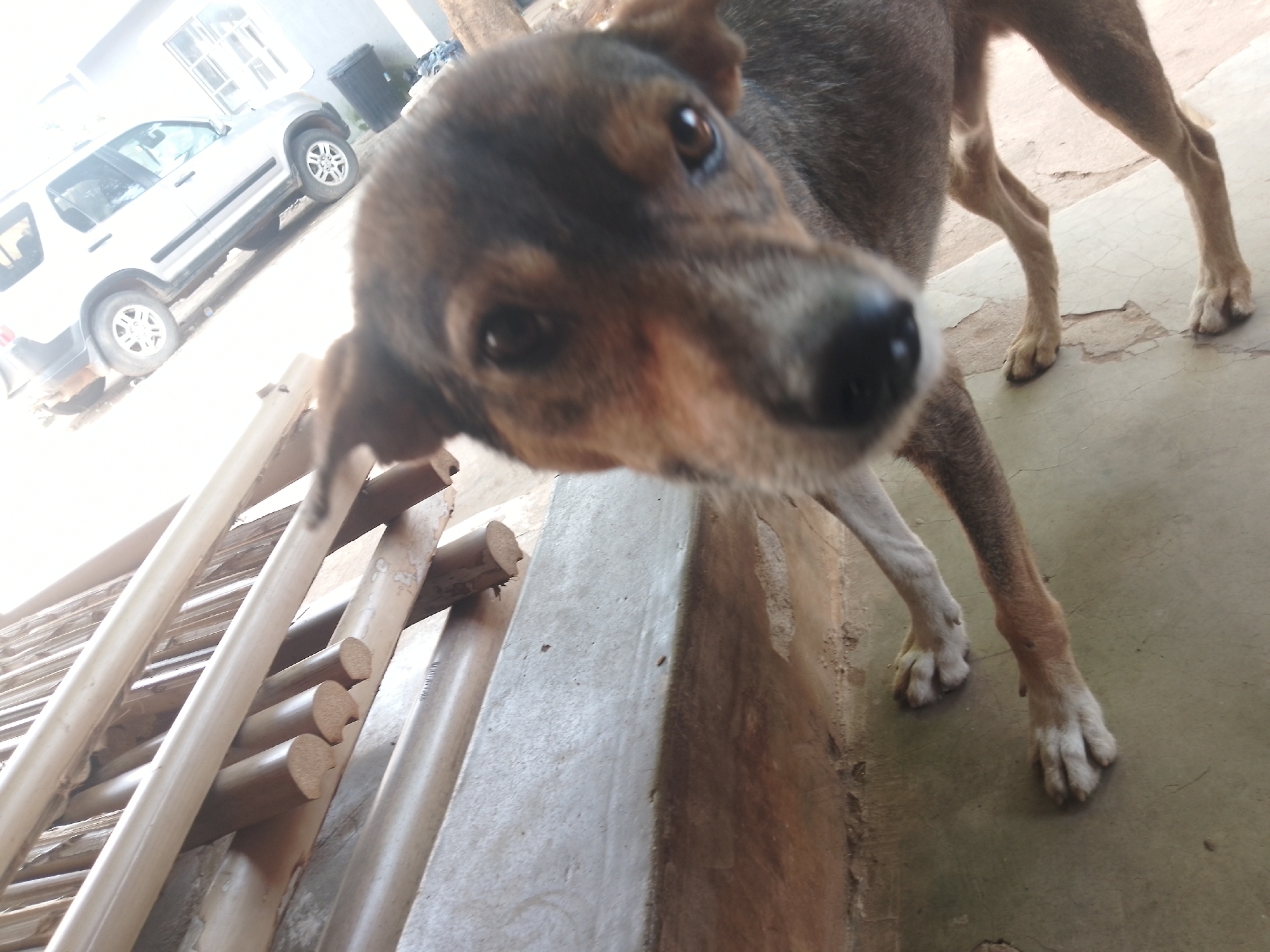 A dog stands on a concrete surface in front of a light-colored SUV parked on a dirt road. The dog's head is in the foreground, out of focus, with its eyes and snout visible. The SUV is positioned to the left of the frame, with its doors closed and wheels visible. A black garbage bin is located behind the SUV, and there are stacks of wooden planks to the left of the dog. The scene appears to be outdoors, with bright lighting suggesting daytime.