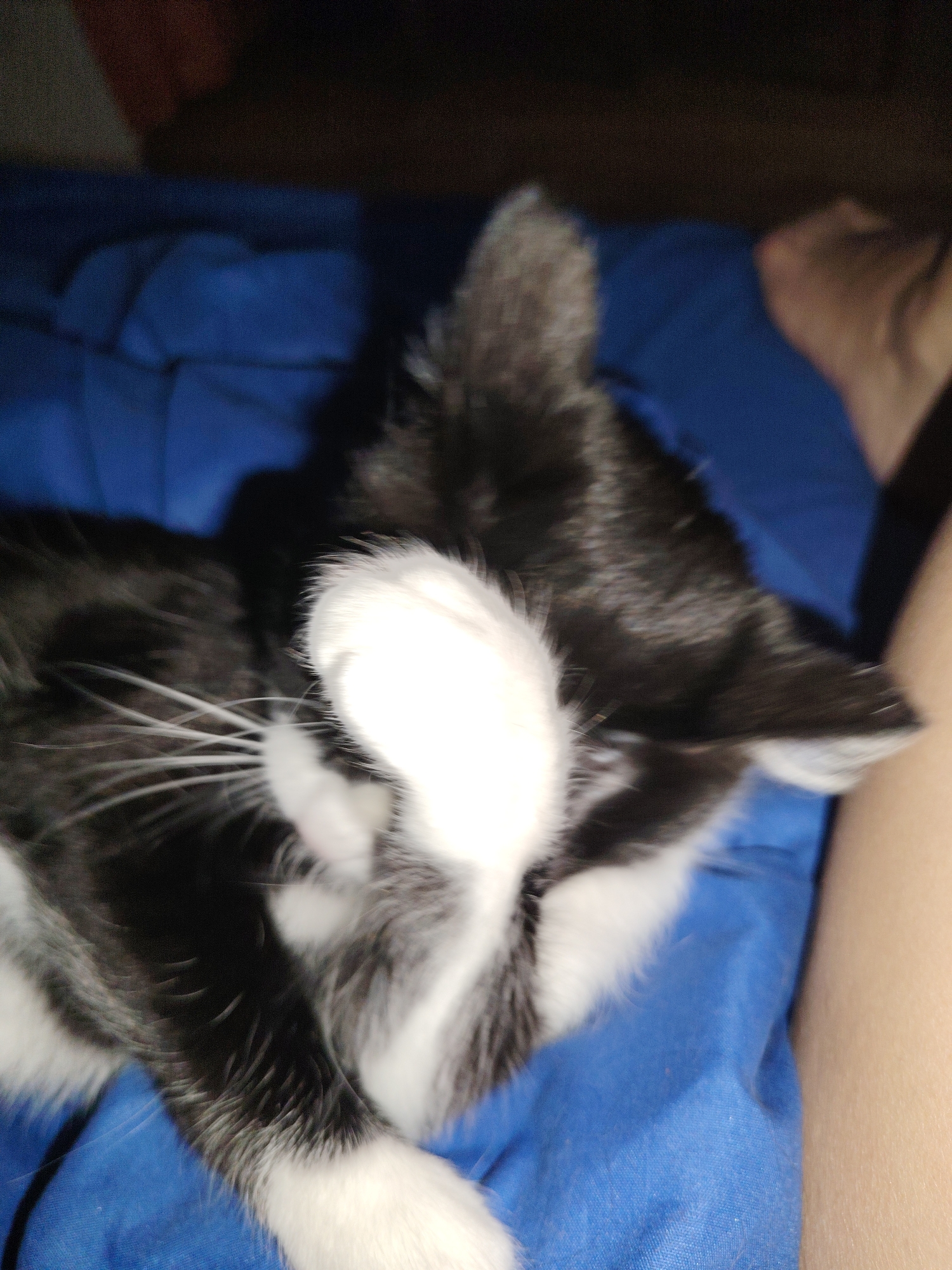 A black and white cat is lying on a blue surface, possibly a bed or blanket, with its paw covering its face. A leg is visible next to the cat on the blue surface. The location is Unknown, Unknown.