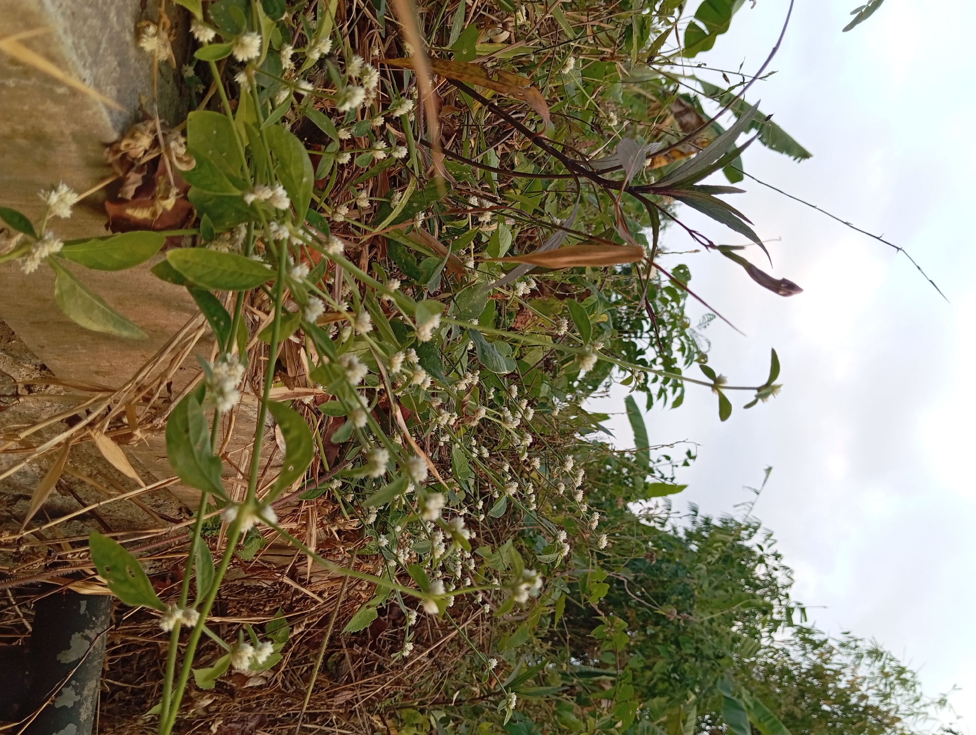 The image captures a close-up view of lush green vegetation and small white flowers, suggesting a natural or semi-natural environment. The foreground features a stone ledge or wall, partially covered by dry grass and some fallen leaves, indicating a weathered or outdoor setting. Various plant species are visible, with slender stems and small, fuzzy white blooms scattered throughout. In the background, denser foliage and what appear to be banana leaves are present, hinting at a tropical or subtropical climate. The sky is overcast with a pale, diffused light. The overall impression is one of wild growth and a somewhat untamed natural landscape. The scene is devoid of any human presence.