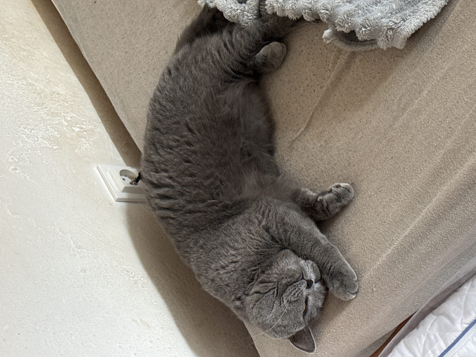 A short-haired, grey British Shorthair cat is sleeping on its side on a beige surface, likely a sofa or bed. The cat's eyes are closed, and its paws are tucked underneath its body. A light grey textured blanket is visible to the right of the cat. In the background, a white wall with a light switch is present. The scene appears to be indoors, in a residential setting. No specific location in Szczecin, Poland can be determined from the image.