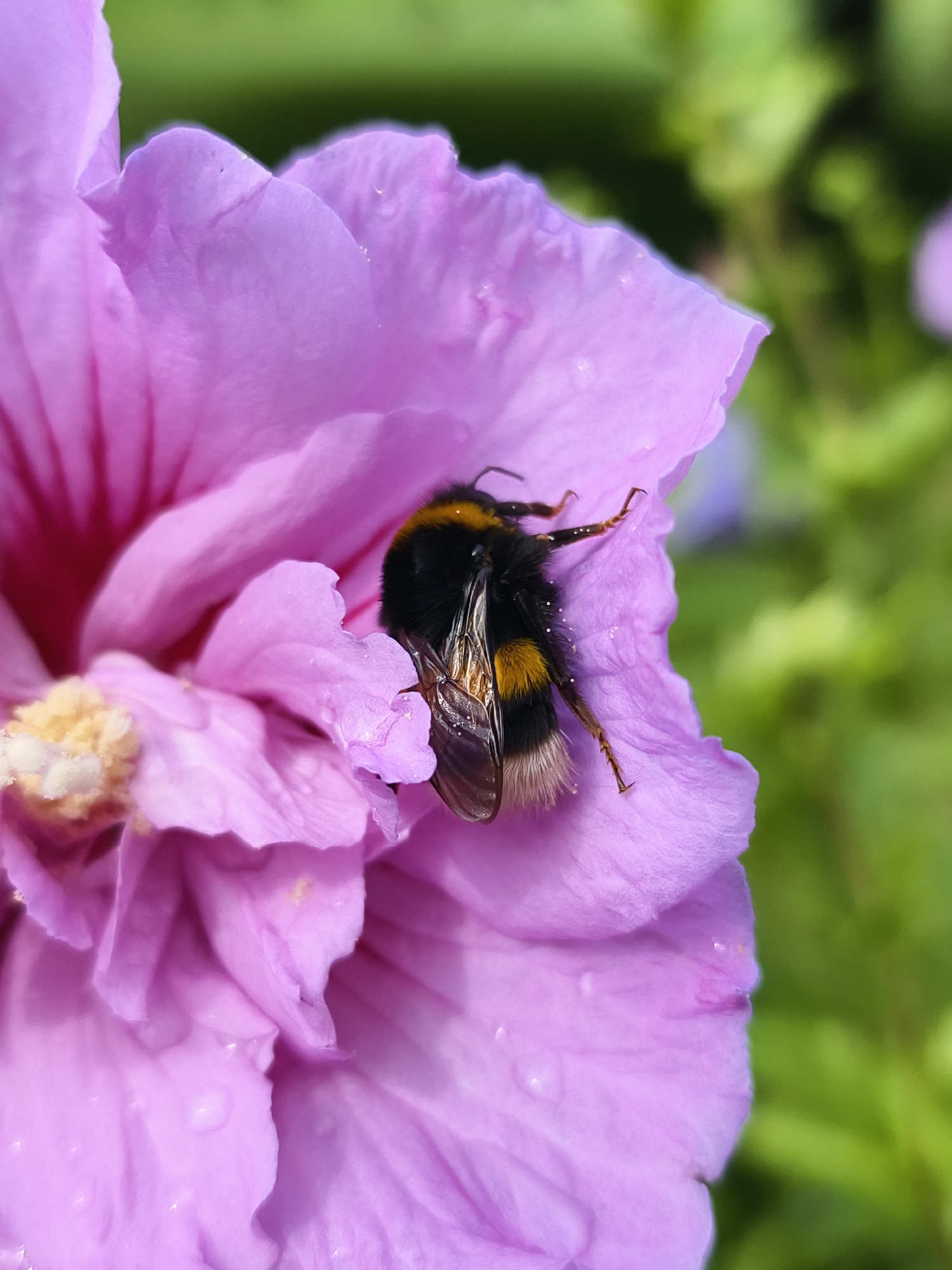 A bumblebee is resting on a large, purple hibiscus flower. The bee, with its black and yellow stripes and fuzzy body, is positioned on the upper right petal of the flower. The flower itself is vibrant and detailed, with visible water droplets on its surface. The background is a blur of green foliage, suggesting an outdoor garden setting. The image is a close-up, macro shot, emphasizing the textures and details of both the bee and the flower. The location is Tczew, Poland.
