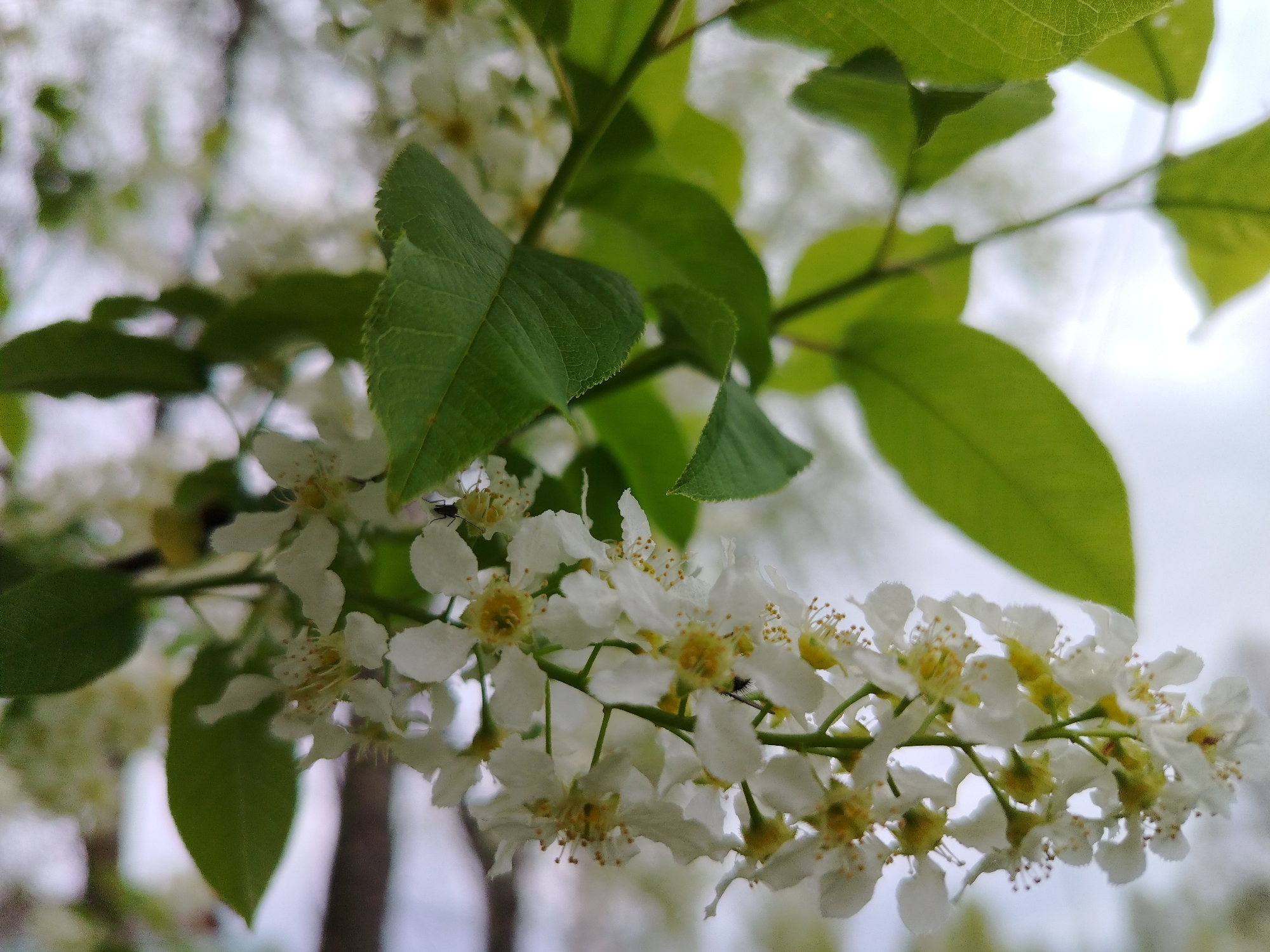 The image shows a branch of a flowering tree, likely a cherry or related species, in bloom. The flowers are small, white with yellow centers, and densely clustered along the branch. Green leaves are interspersed with the flowers. A few small insects are visible on the flowers. The background is blurred, with hints of foliage and sky, suggesting an outdoor setting. The location is not identifiable.