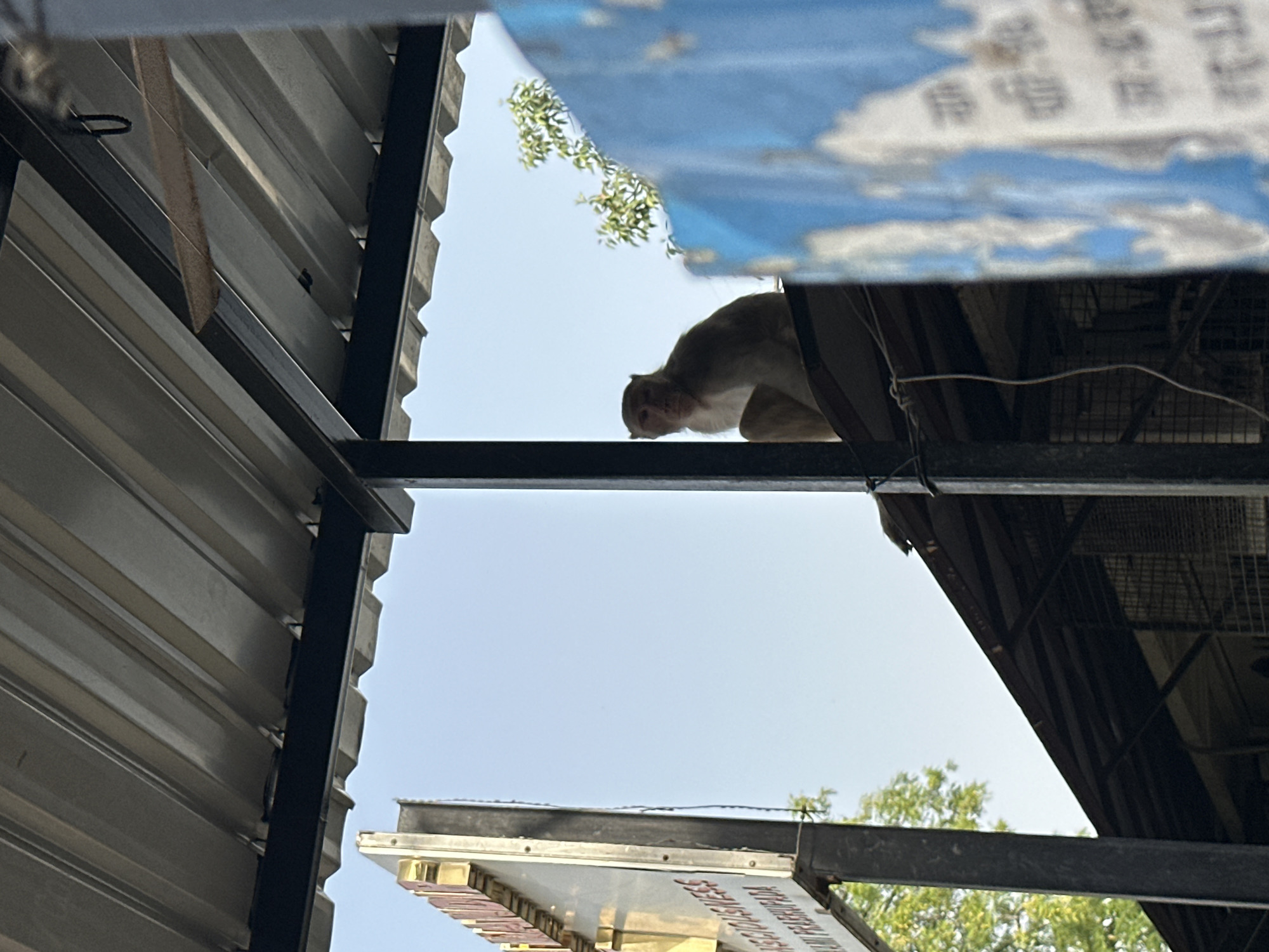 The photograph, taken in Vrindavan, India, shows a monkey perched on a metal beam. The view is from below, looking up. The sky is visible between the metal structures, along with foliage from trees. A partially obscured sign hangs below the monkey. A corrugated metal structure is also visible on the left side of the frame. A fragment of a torn poster is visible in the top right corner.