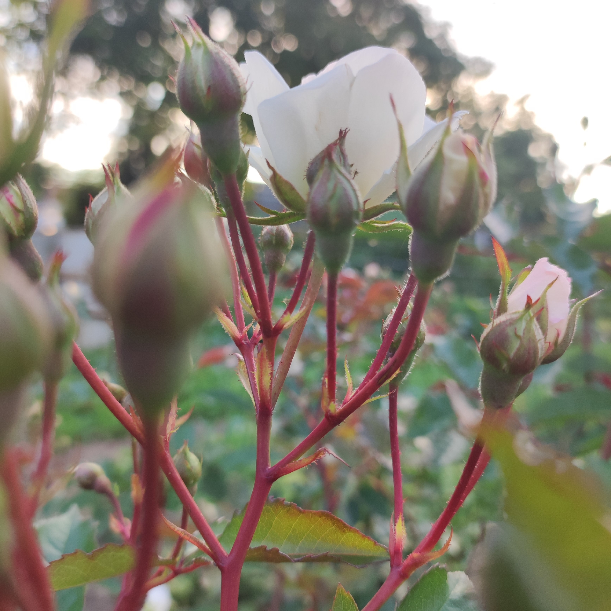 A close-up photograph shows a cluster of white rose buds and one partially opened white rose bloom on a thorny, red-stemmed plant. The background is a blur of green foliage and bright, out-of-focus sunlight, creating a bokeh effect. The image appears to be taken outdoors, possibly in a garden, with natural lighting. The location in Navoloki, Russia is not discernible from the image itself.