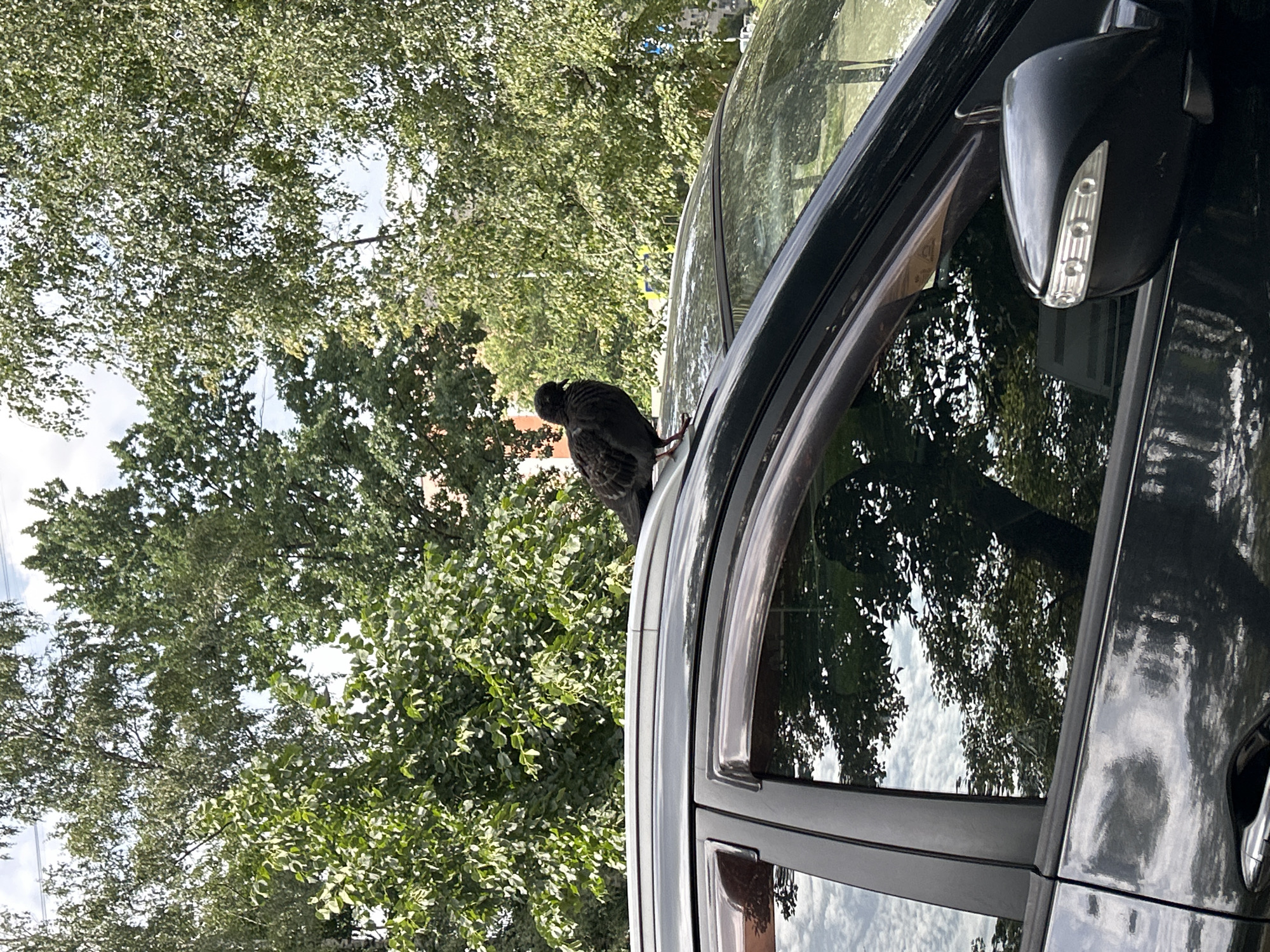 A black pigeon stands on the roof of a black car. The car is parked on a street, with trees and buildings in the background. The pigeon is facing to the left, with its wings slightly spread. The car is a dark color, possibly black or dark grey. The roof rack is visible, as are the side windows and side mirror. The sky is visible through the trees, and there are some clouds. The scene appears to be a sunny day.