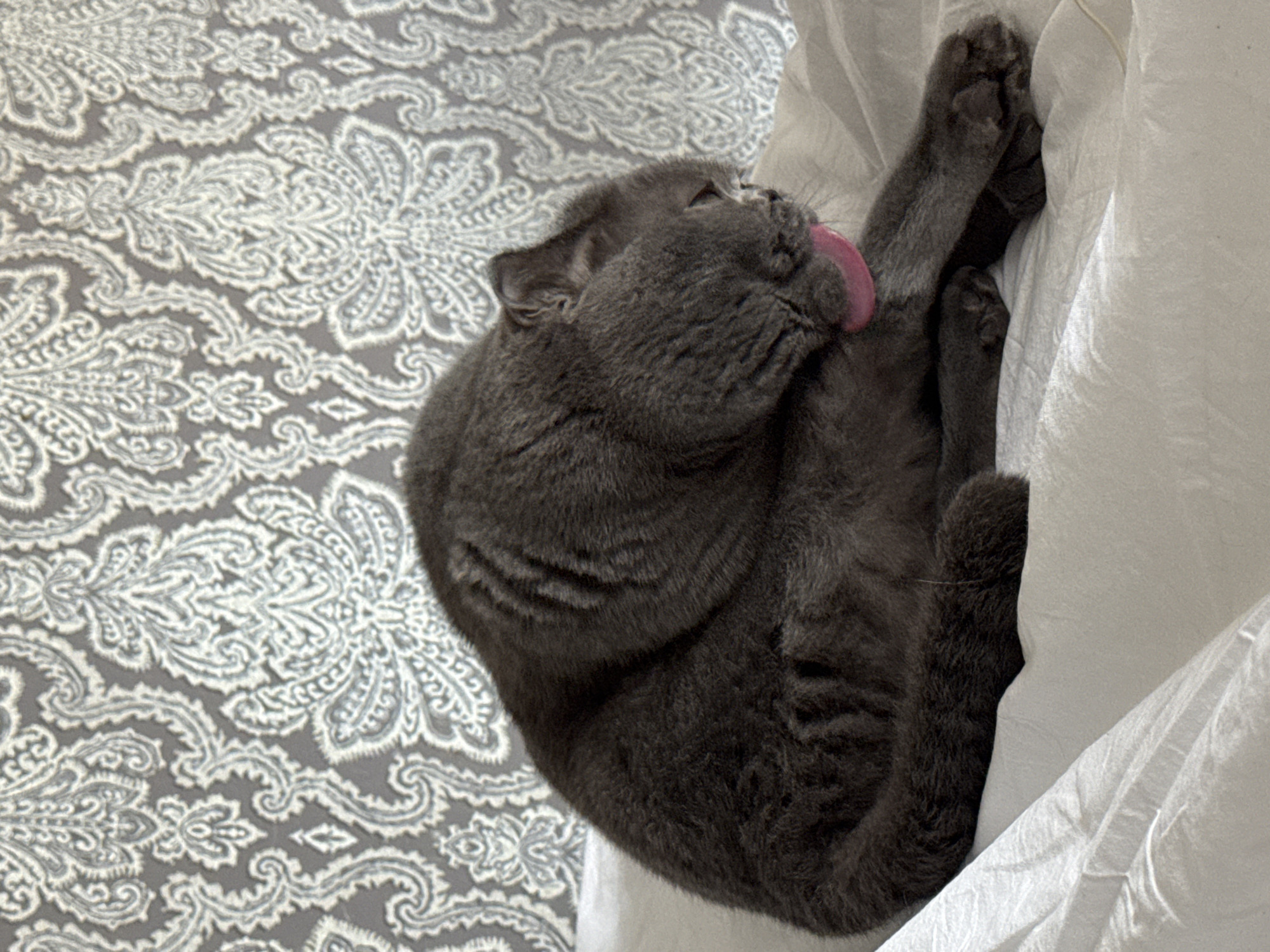 A gray cat is shown licking its leg on a white wrinkled surface. The background features a gray and white paisley patterned surface. The location is not identifiable as Chaikovsky, Russia.
