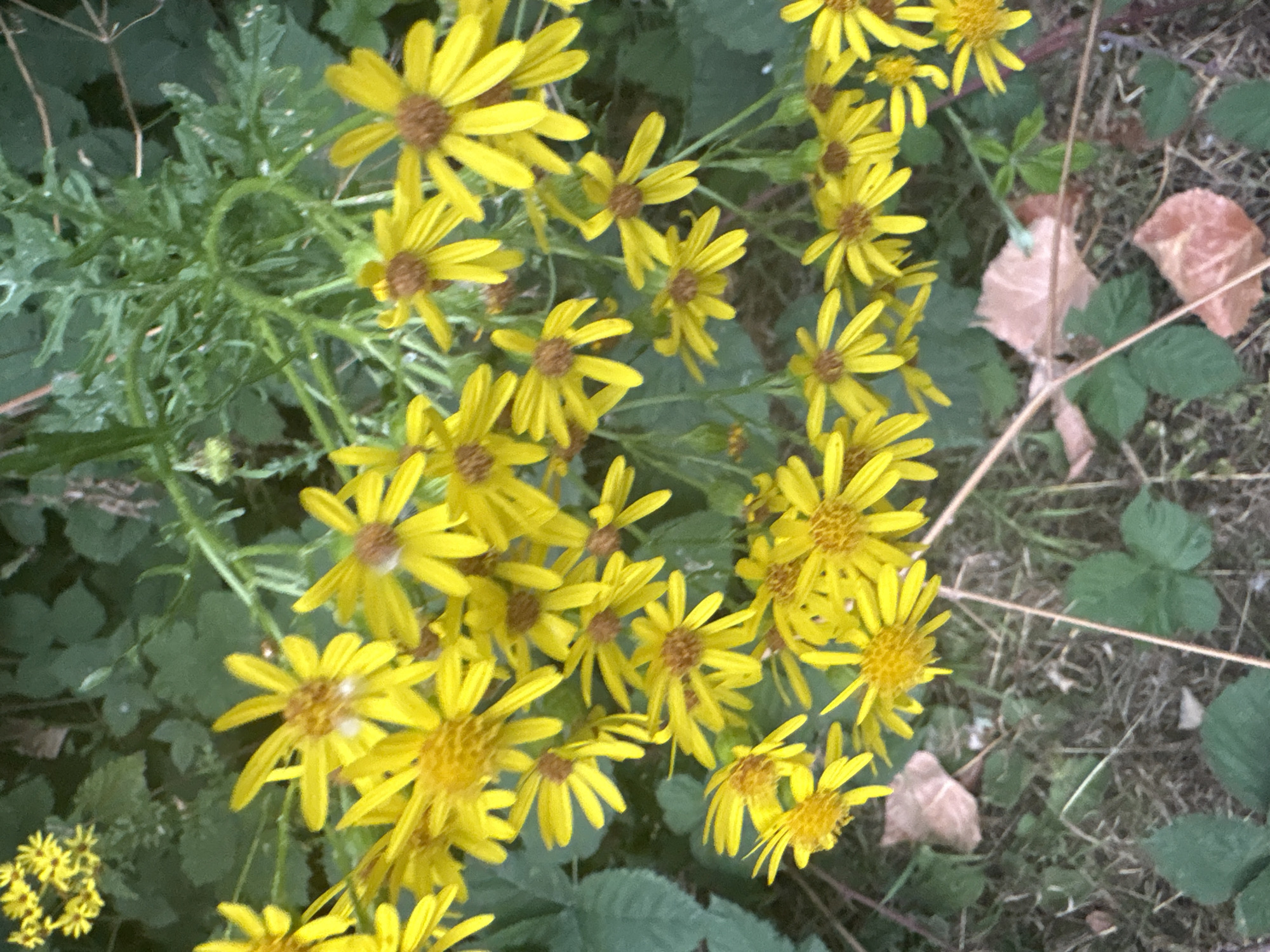 A close-up, high-angle shot captures a cluster of bright yellow wildflowers with brown centers, densely packed together. The flowers have multiple thin, ray-like petals extending outwards. They are set against a background of lush green foliage, with some dry, brown leaves scattered on the ground. The overall impression is one of nature's vibrancy and the natural beauty found in an outdoor setting. The image is suggestive of a park or garden within the city of Chelmsford, United Kingdom, perhaps in a less manicured area where wildflowers are allowed to flourish. No people or specific actions are depicted; the focus is solely on the botanical elements.