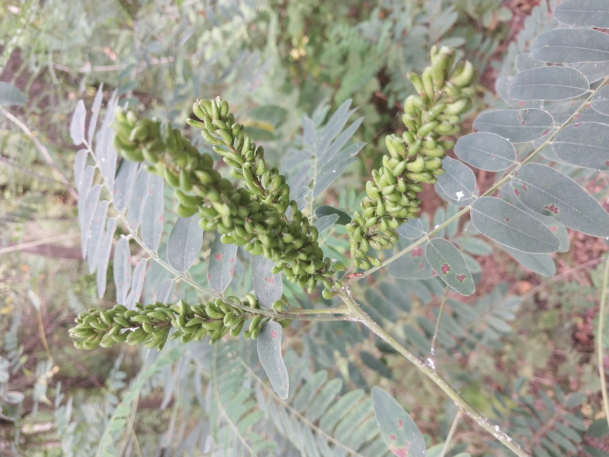 A close-up, eye-level, outdoor shot features a plant with compound leaves and developing seed pods. The leaves are elongated and pointed, arranged in pairs along slender stems. The seed pods are small, green, and clustered tightly in elongated racemes. The background is softly blurred, showing a dense, green, wooded area with some fallen leaves on the ground. No people or man-made objects are visible. The overall impression is a natural, serene, botanical scene, likely captured in a park or natural reserve within the city of Dnipro, Ukraine.