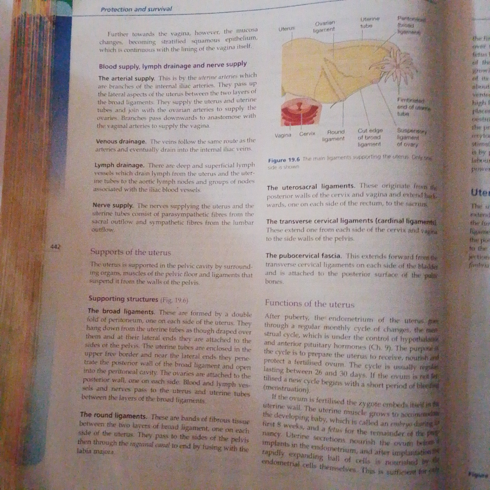 The image contains text and a diagram related to the protection and survival of the uterus. The text discusses the arterial supply, venous drainage, lymph drainage, and nerve supply of the uterus, as well as its supporting structures like broad ligaments, round ligaments, uterosacral ligaments, and transverse cervical ligaments. It also touches upon the functions of the uterus after puberty. The diagram, labeled Figure 19.6, illustrates the main ligaments supporting the uterus, showing its connection to the ovary via the ovarian ligament and the uterine tube. There is no identifiable information within the image that relates to the city of Jalingo, Nigeria, or any specific location.