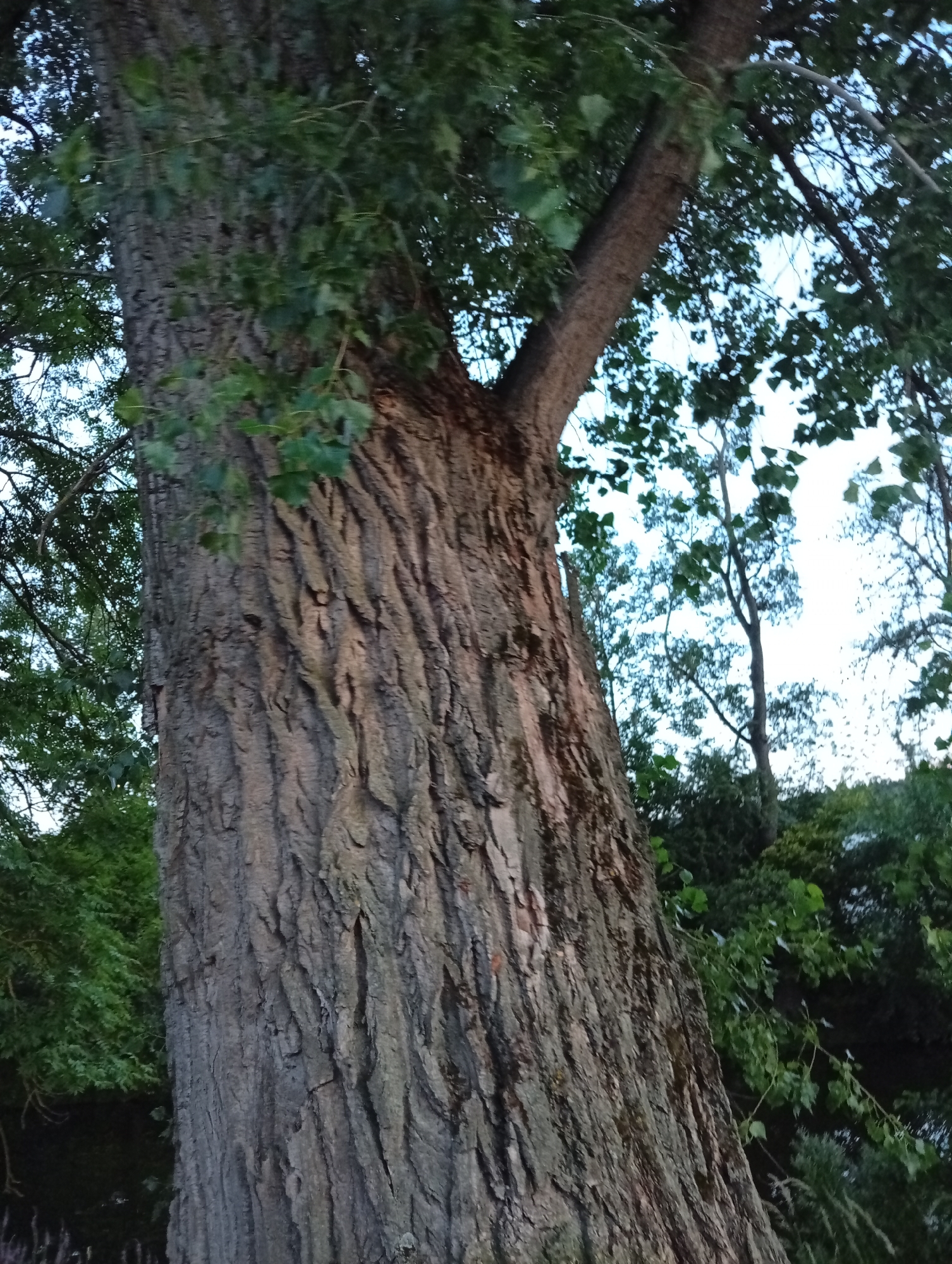 The image shows a close-up view of the textured bark of a large tree trunk, angled from the bottom left of the frame upwards and to the right. The bark is a mix of gray and brown, with deep, vertical ridges and rough patches. Lush green foliage from the tree's canopy is visible at the top and sides of the frame, partially obscuring the bright sky in the background. Further into the background, a line of dark green trees and shrubs forms a dense hedge. The lighting suggests it is either early morning or late evening, with soft, diffused light. No people or actions are depicted in the scene. The location is identified as Tišnov, Czechia.