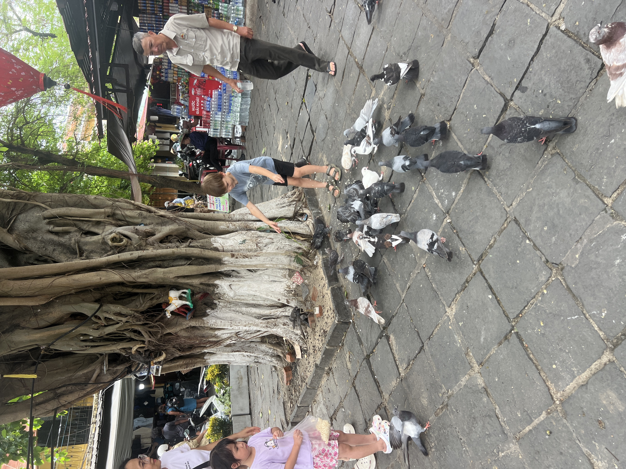 The image depicts a scene in Hoi An, Vietnam, likely near a market or a tourist area, given the presence of stalls and a banyan tree. A young girl, wearing a lavender t-shirt and pink patterned shorts, stands on a cobblestone path, holding a clear plastic bag containing food. She is feeding pigeons gathered around her feet. Nearby, a young boy in a blue t-shirt and black shorts is also feeding the pigeons, reaching his hand towards them. An adult man, dressed in a light brown short-sleeved shirt and dark pants, walks away from the viewer towards a stall selling bottled drinks. In the background, other people are visible, some near market stalls and others on motorbikes, suggesting a bustling environment. The large banyan tree with its exposed roots dominates the center of the frame, and decorative items, including a small white horse figure, are attached to its trunk. The ground is paved with dark grey square cobblestones, with sand and some debris around the base of the tree. The overall atmosphere suggests a casual, everyday moment in a public space in Hoi An.