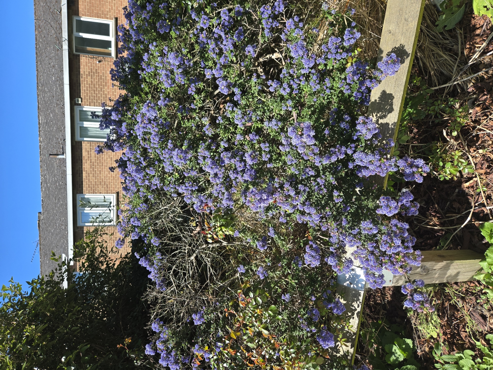 The image shows a dense bush with clusters of small purple flowers in a garden. A wooden plank lies to the right of the bush, casting a shadow on the ground. A brick building with white-framed windows is visible in the background, partially obscured by foliage. The sky is blue. The location is suggested to be London, United Kingdom, although this cannot be confirmed solely from the image.