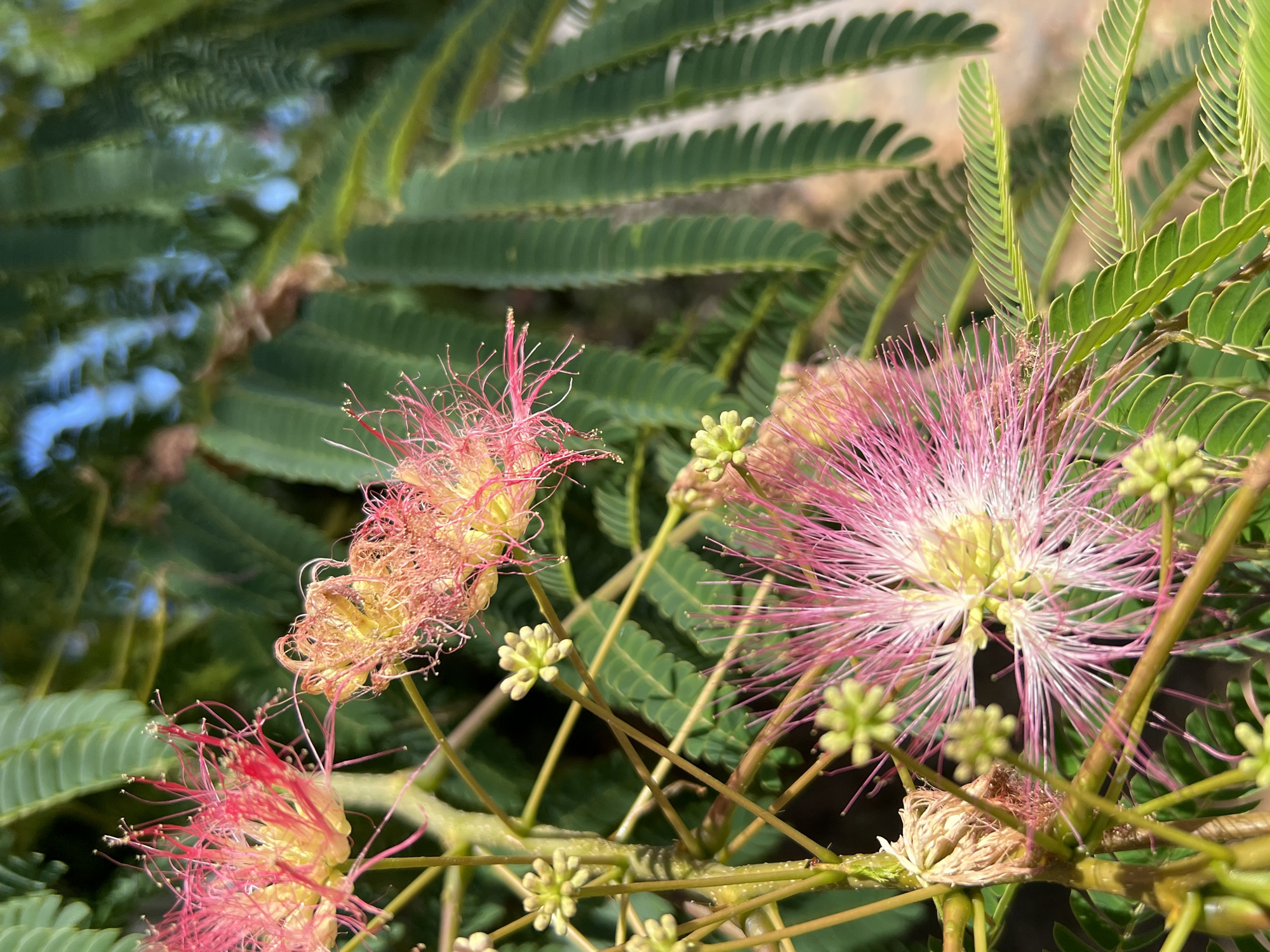 The image shows a close-up view of several delicate, pink and yellow flowers with feathery petals. These flowers are attached to thin, brown stems, some of which are adorned with small, green buds. In the background, out-of-focus green leaves are visible, along with a hint of blue sky. The overall impression is of a vibrant, natural scene, likely in an outdoor setting. There are no people or man-made structures evident in the image. The specific location in Fontanka, Ukraine, cannot be determined from the visual information alone.