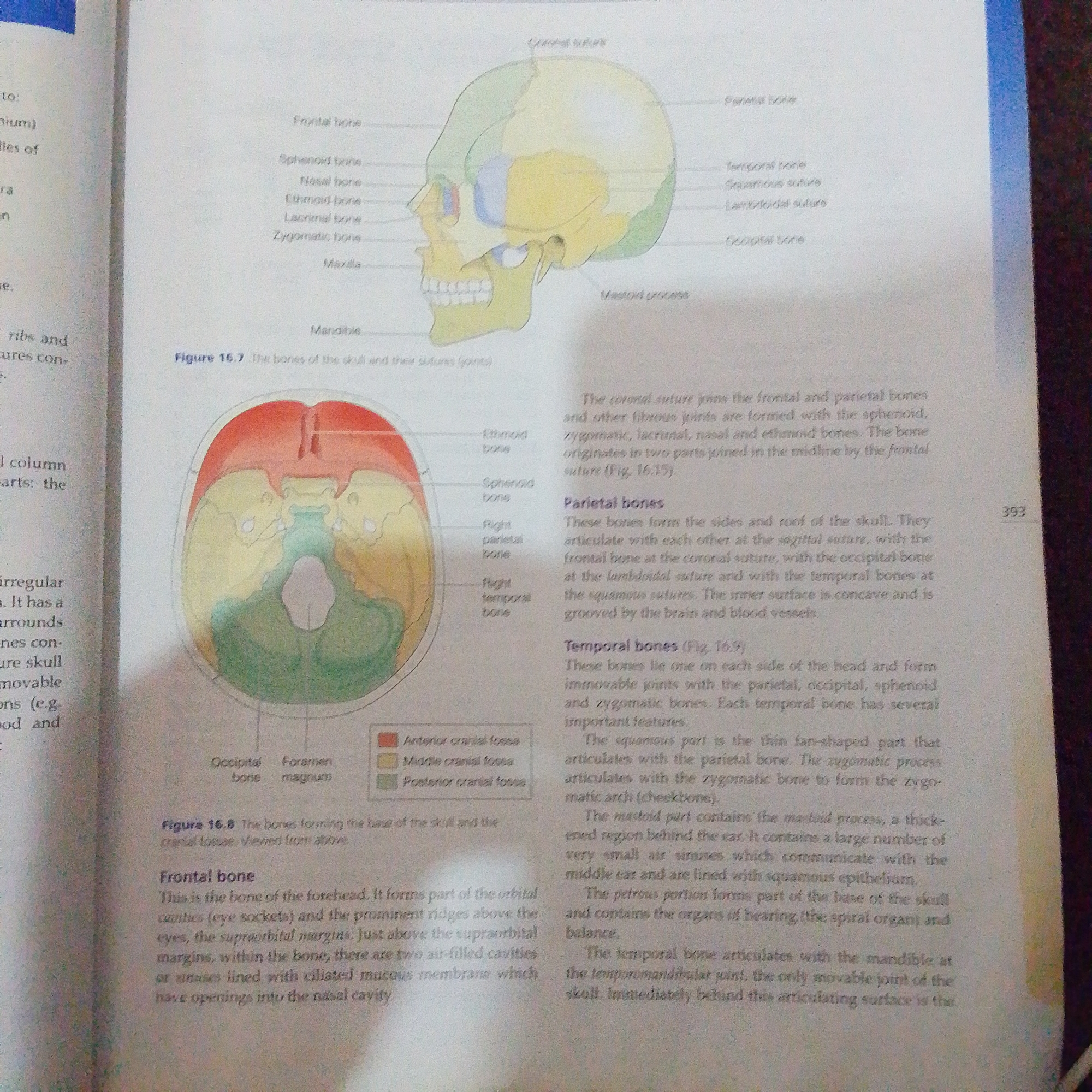 The image displays diagrams of the human skull, illustrating various bones and sutures. One diagram is a lateral view of the skull with labels for bones like the frontal, parietal, temporal, and occipital. Another diagram shows a superior view of the skull, highlighting the arrangement of these bones and sutures. Accompanying text describes these cranial bones and their articulations. The image also includes a legend for cranial fossae, colored to correspond with regions in the skull base diagram. There is no information within the image or its accompanying text that relates to Jalingo, Nigeria, or any forensic scene.
