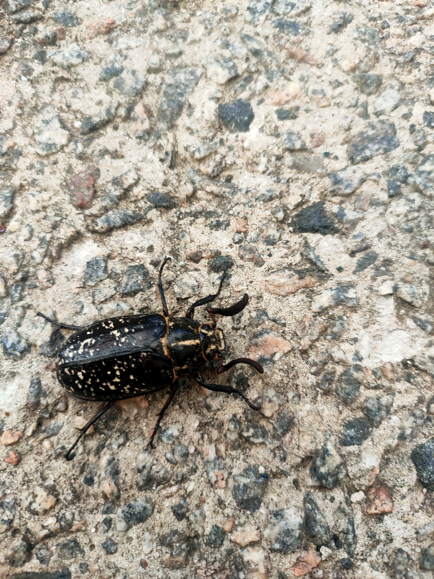 A close-up, overhead shot shows a deceased black beetle with white speckles on its wings lying on a rough, gravelly concrete surface. The beetle is positioned diagonally across the frame, with its head facing towards the lower right. Its legs and antennae are visible. The concrete is composed of small, irregularly shaped stones of various grey, white, and reddish-brown hues, embedded in a light grey cementitious matrix. The lighting suggests an outdoor setting, possibly during daylight hours. The location is identified as Kremenchuk, Ukraine.