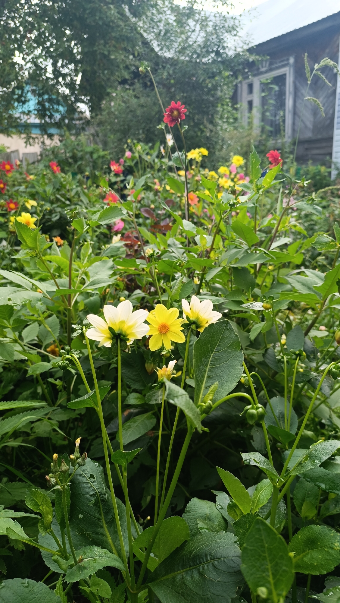 The image depicts a lush garden with numerous blooming dahlias in various colors, including white, yellow, red, and pink. The flowers are the primary subjects, with a cluster of white and yellow dahlias prominently displayed in the foreground. The plants are healthy and green, with some dew drops visible on the leaves, suggesting recent rain or morning dew. In the background, a rustic wooden house with a tin roof can be seen, partially obscured by the foliage. The overall setting appears to be a residential area, possibly a dacha or a country house, typical of the outskirts of a city like Karsha, Russia. The lighting suggests it's daytime, likely overcast or early morning/late afternoon due to the soft light. No people or animals are visible in the frame.